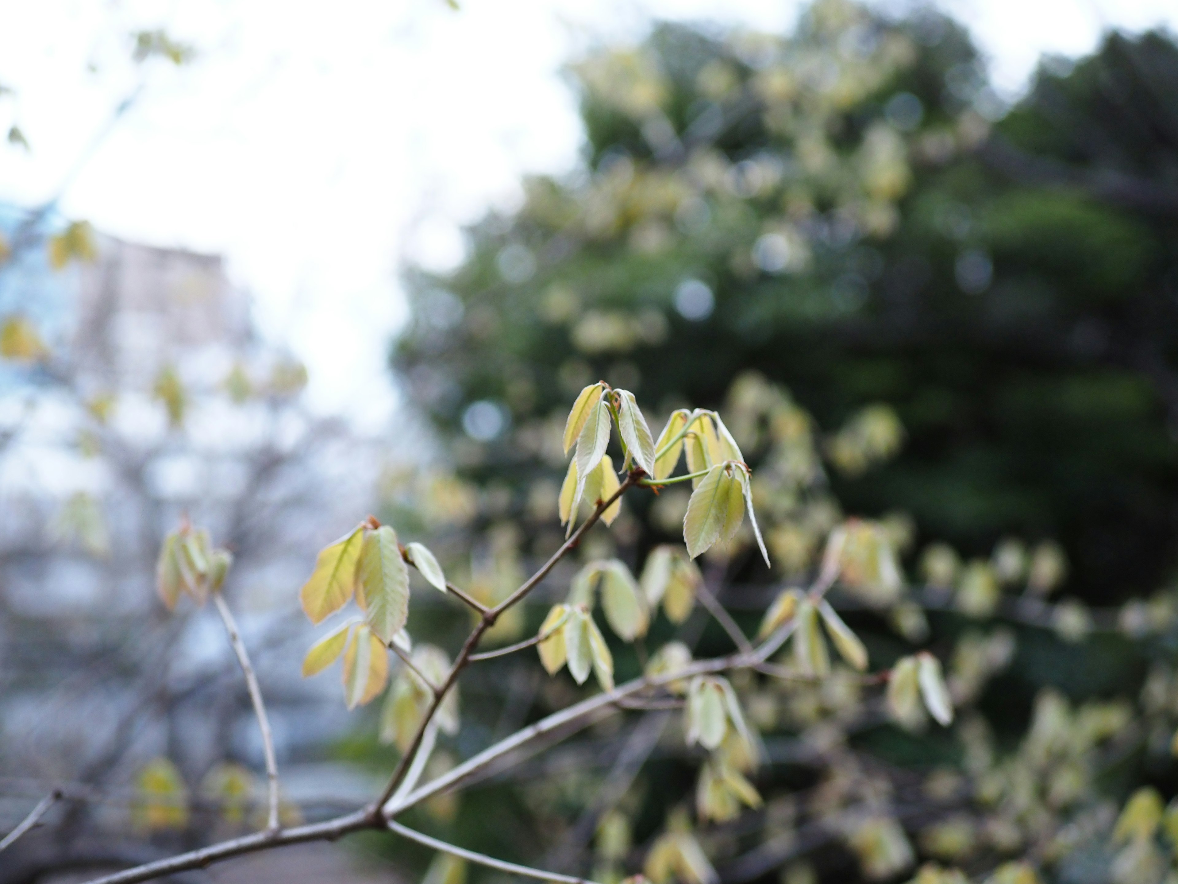 黄色い花が咲いている枝のクローズアップ背景にぼんやりした緑の木々