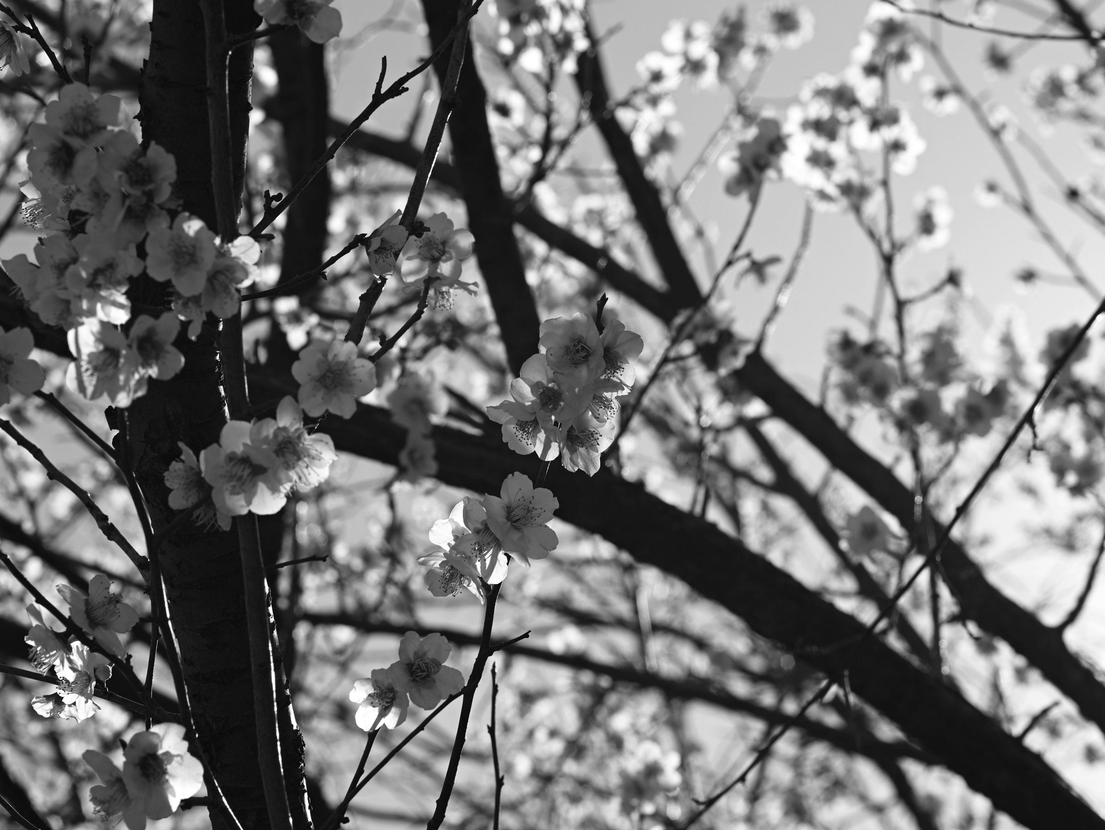 白黒の桜の花と枝のクローズアップ