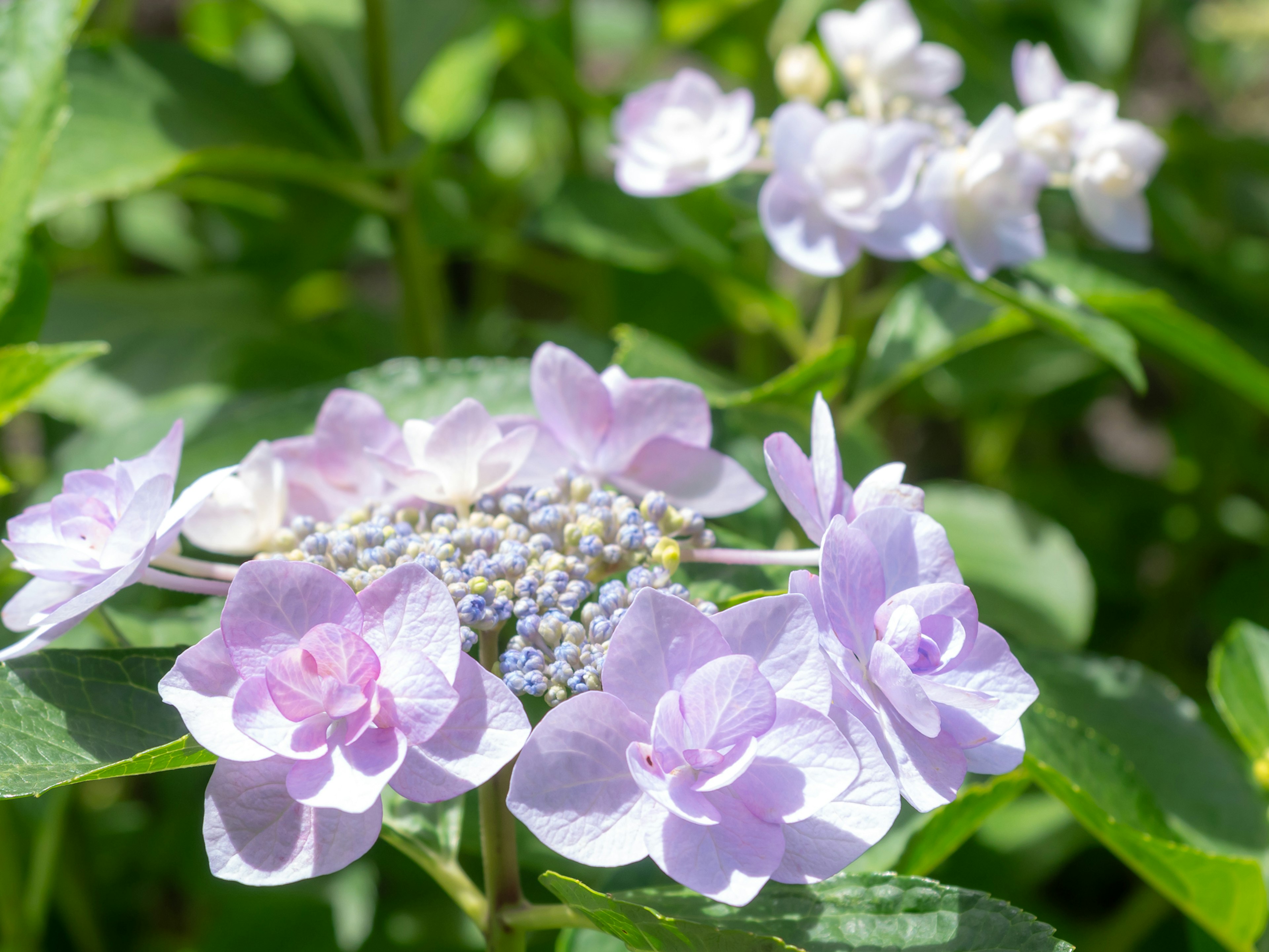 Acercamiento de flores de hortensia en tonos de azul y púrpura