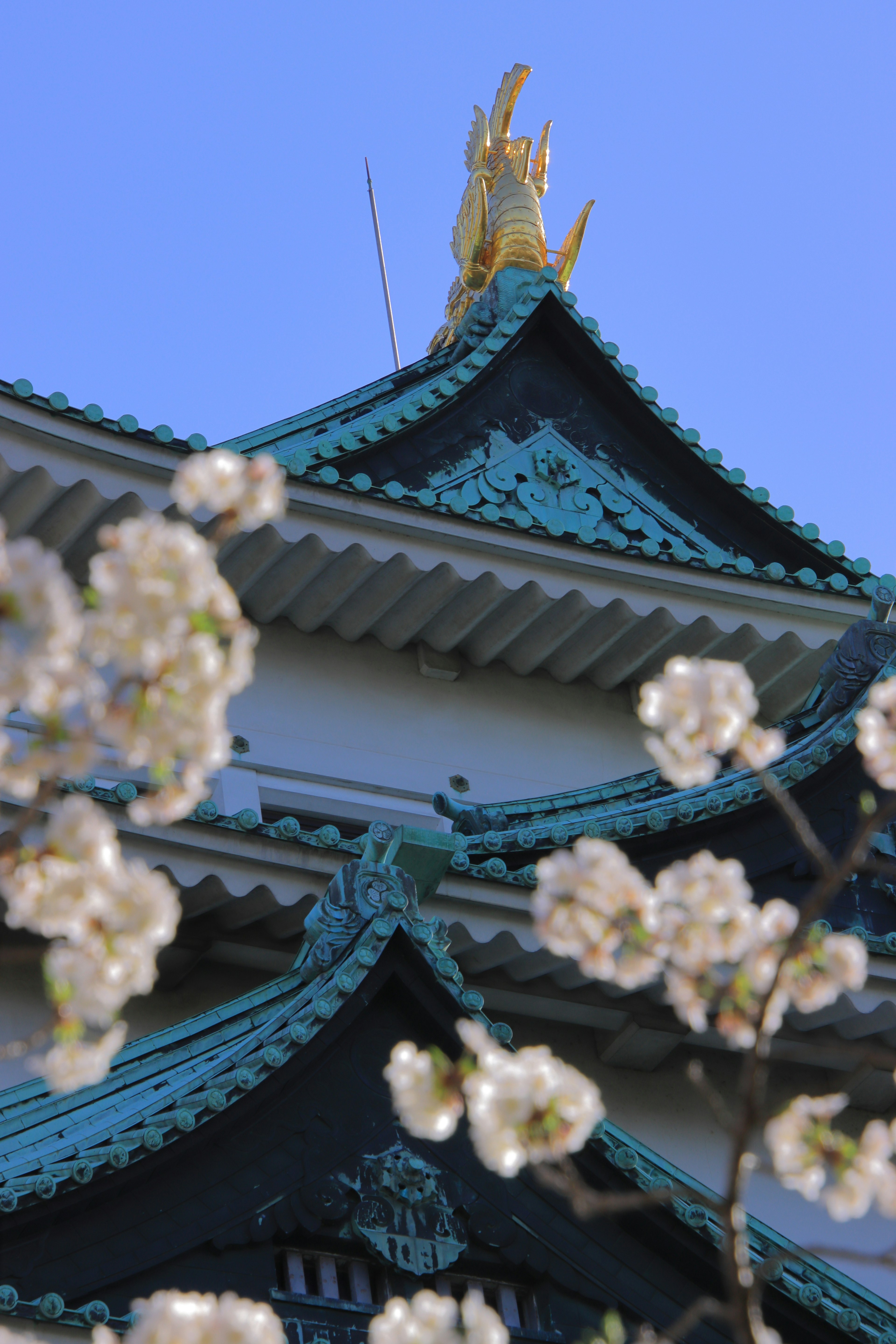 Techo del castillo de Nagoya adornado con flores de cerezo y cielo azul