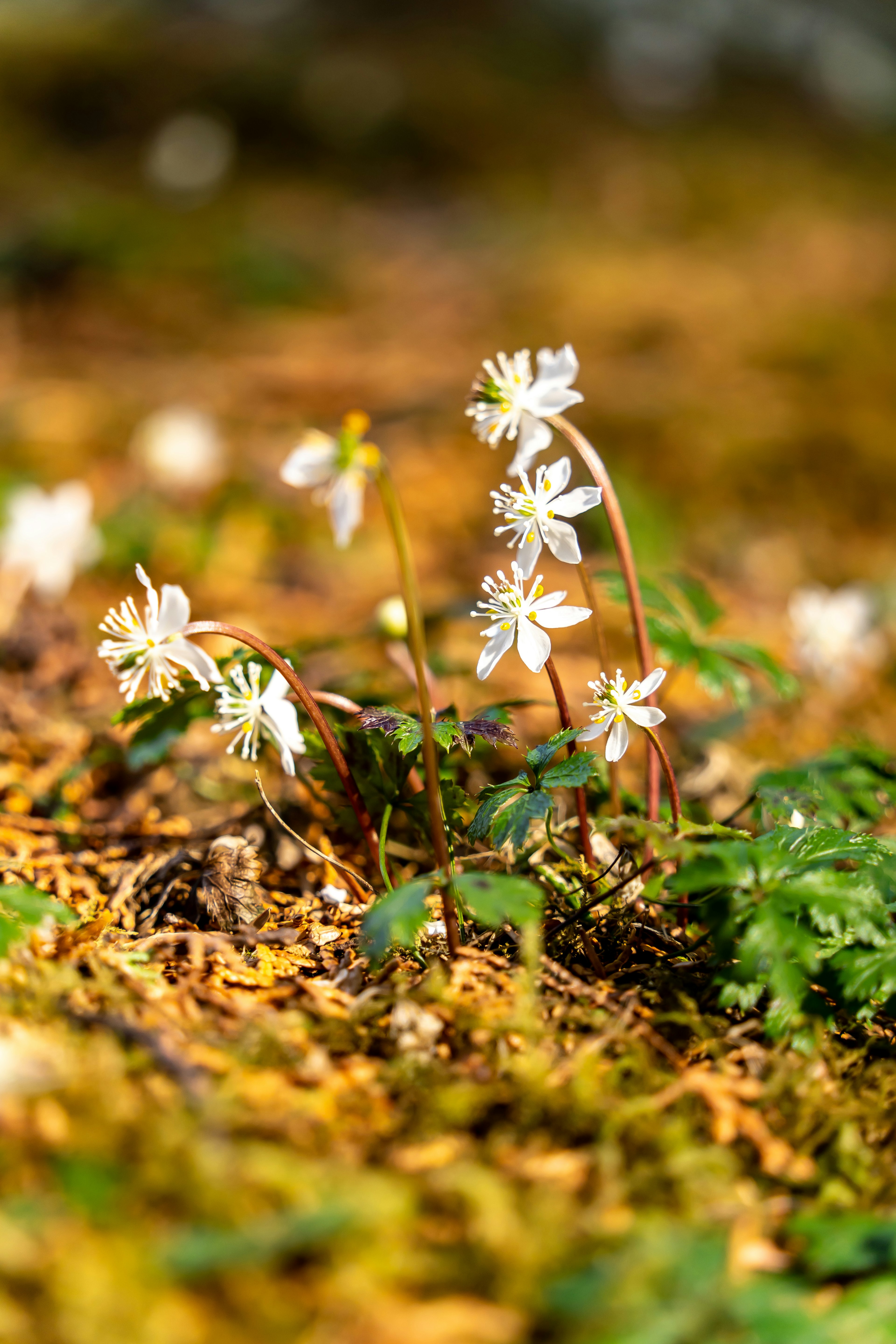 Mucchio di fiori bianchi che crescono sul terreno forestale