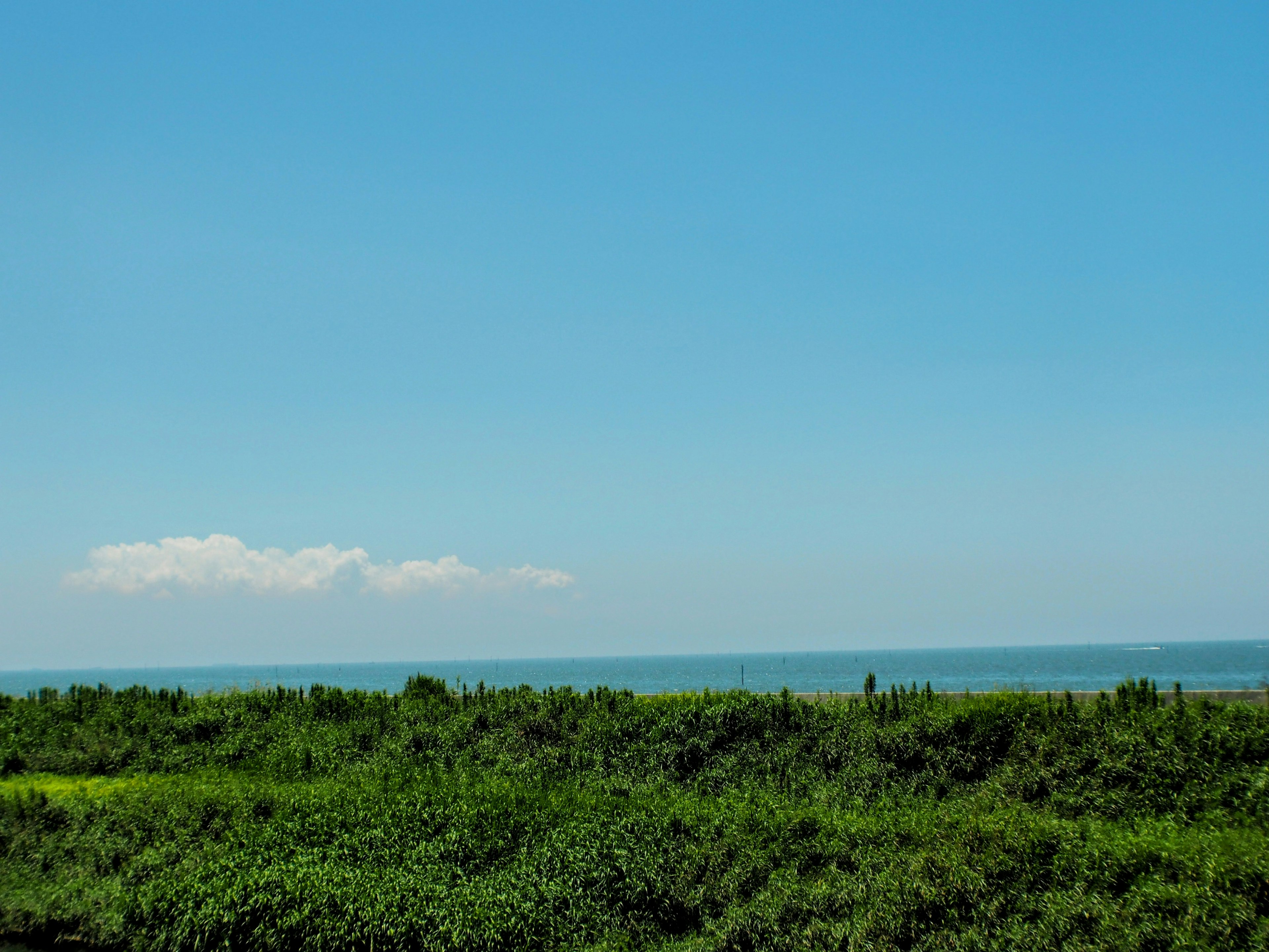 Paesaggio verdeggiante con cielo azzurro e oceano