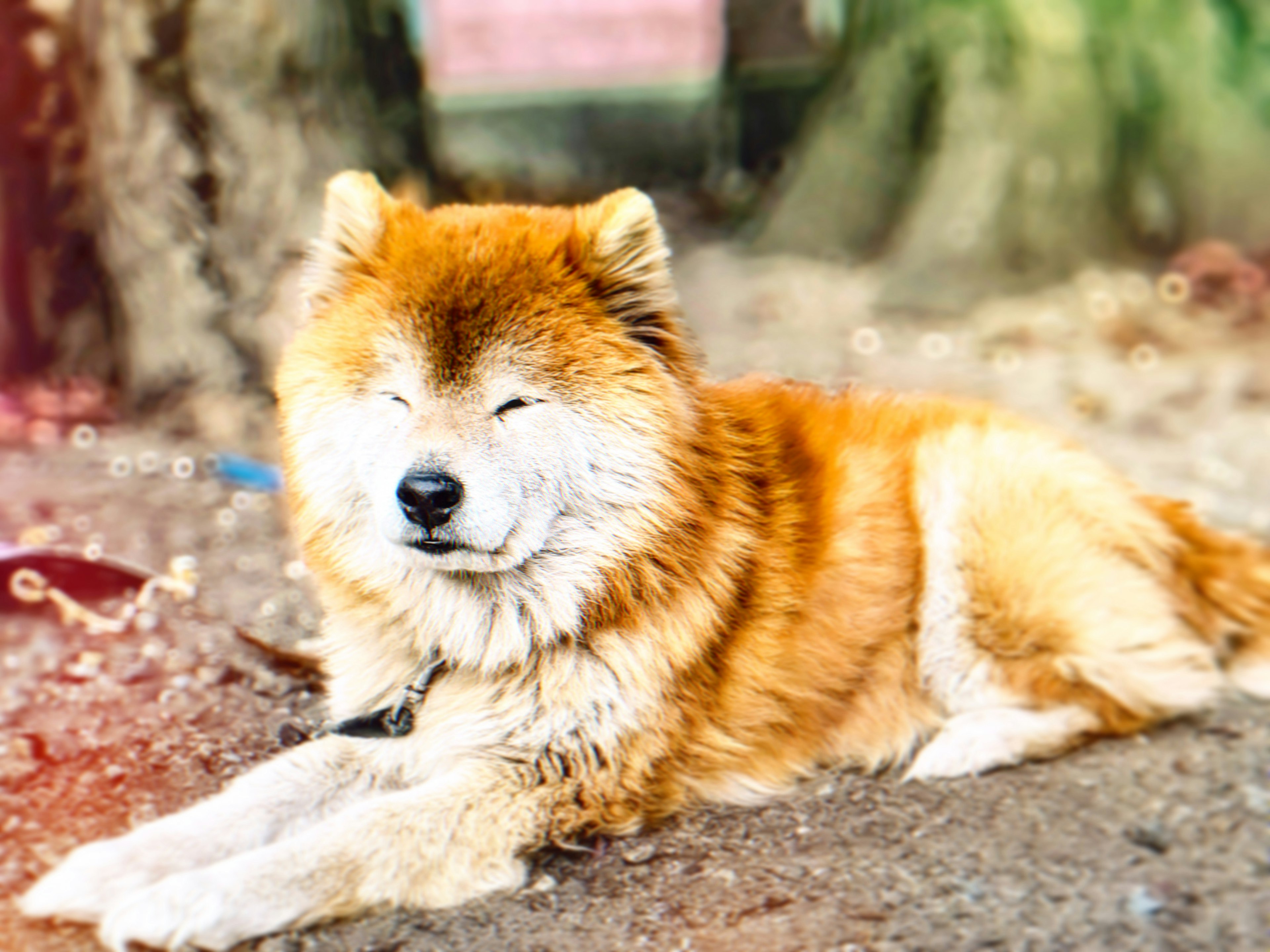 日なたでくつろぐ柴犬の茶色い毛皮