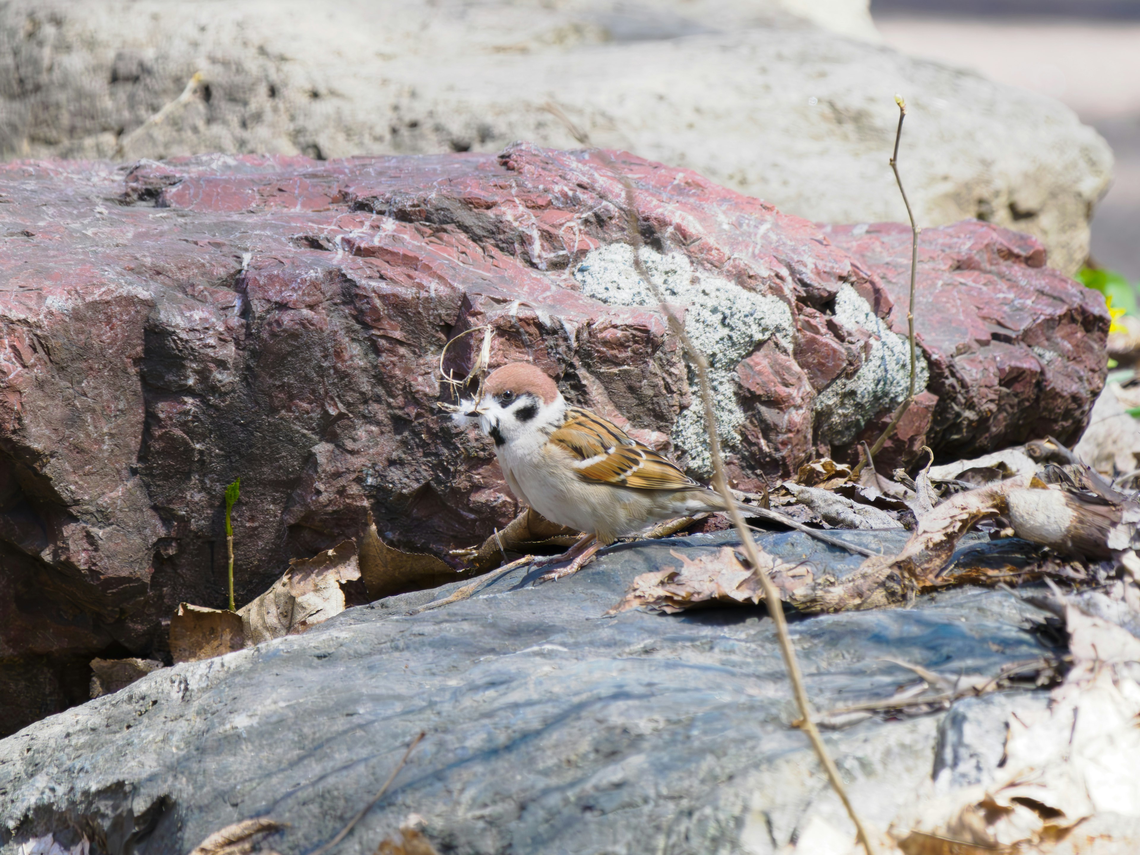 Ein kleiner Vogel sitzt auf einem Stein mit braunen und weißen gefleckten Federn