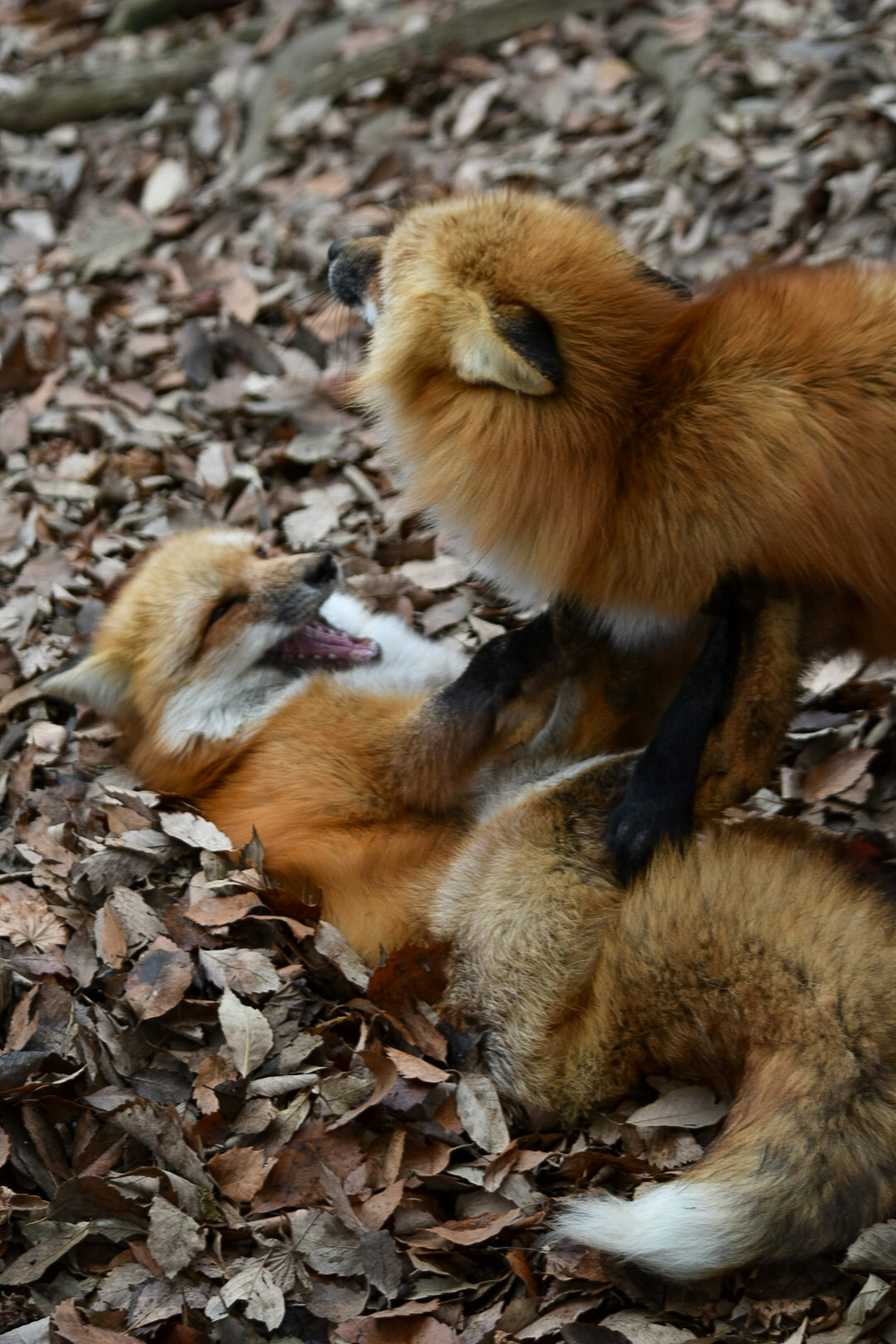 Two foxes playing on a bed of leaves