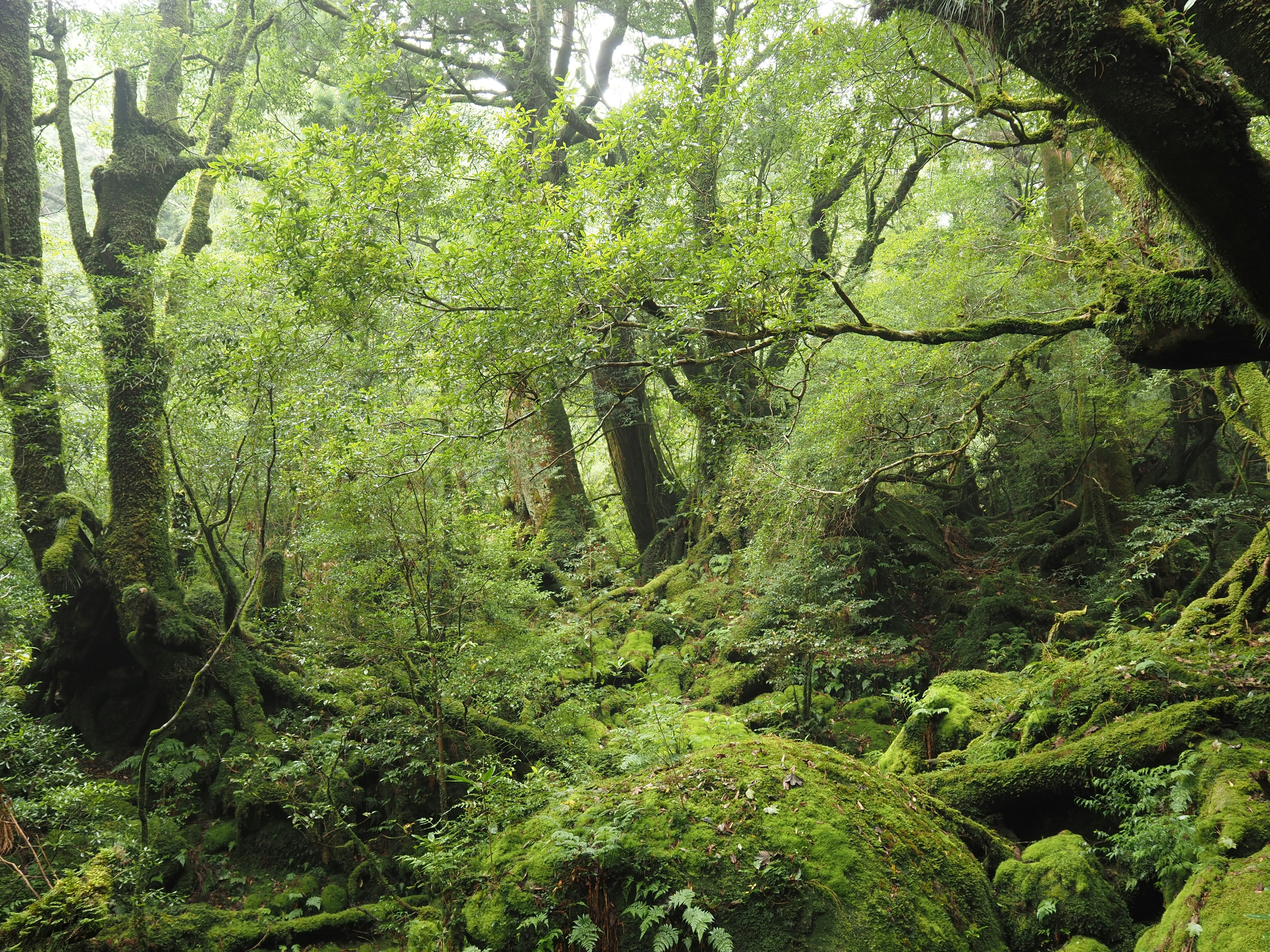 Paesaggio forestale lussureggiante con alberi verdi densi e rocce coperte di muschio