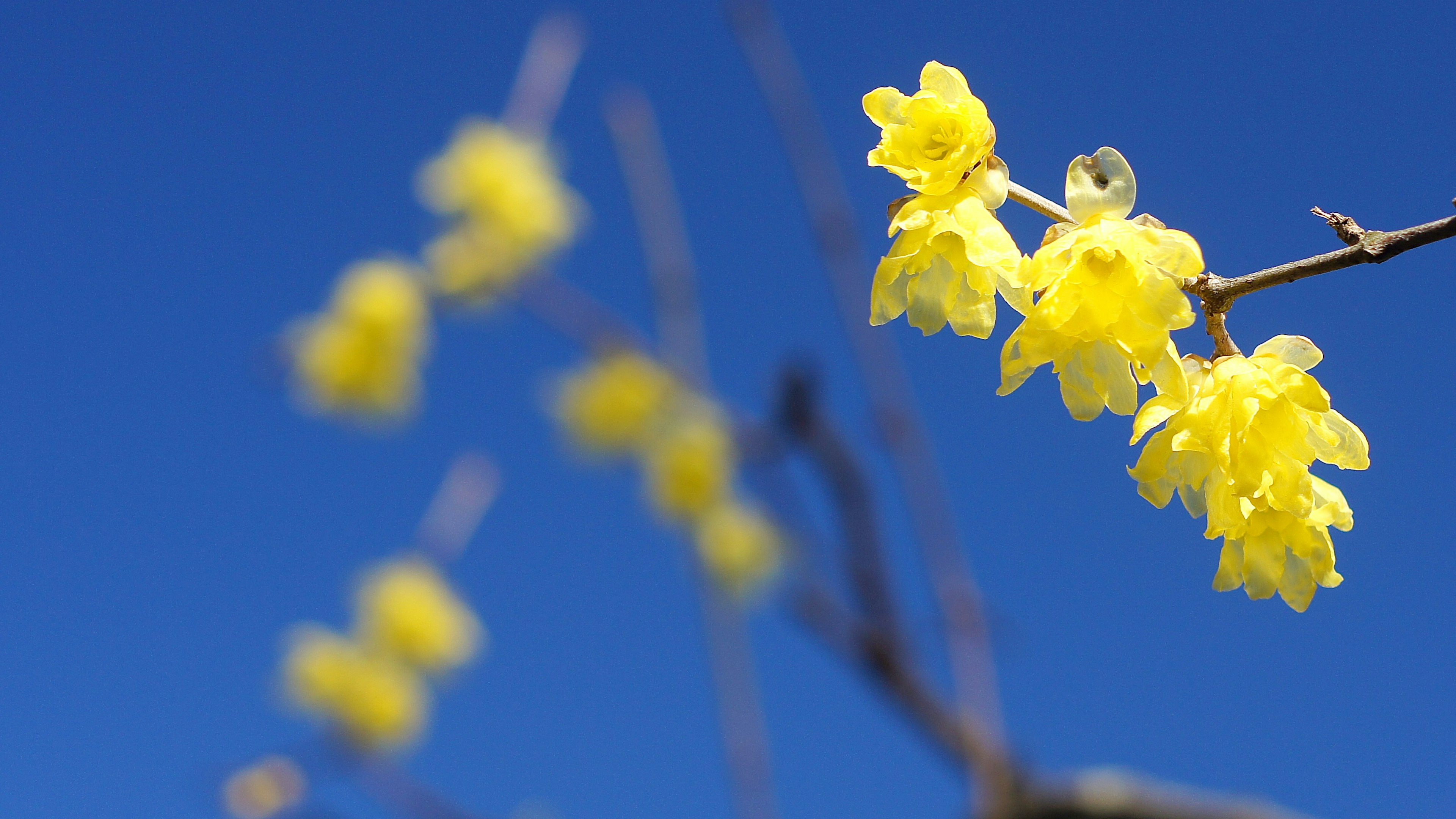 Nahaufnahme von gelben Blumen vor einem hellblauen Himmel