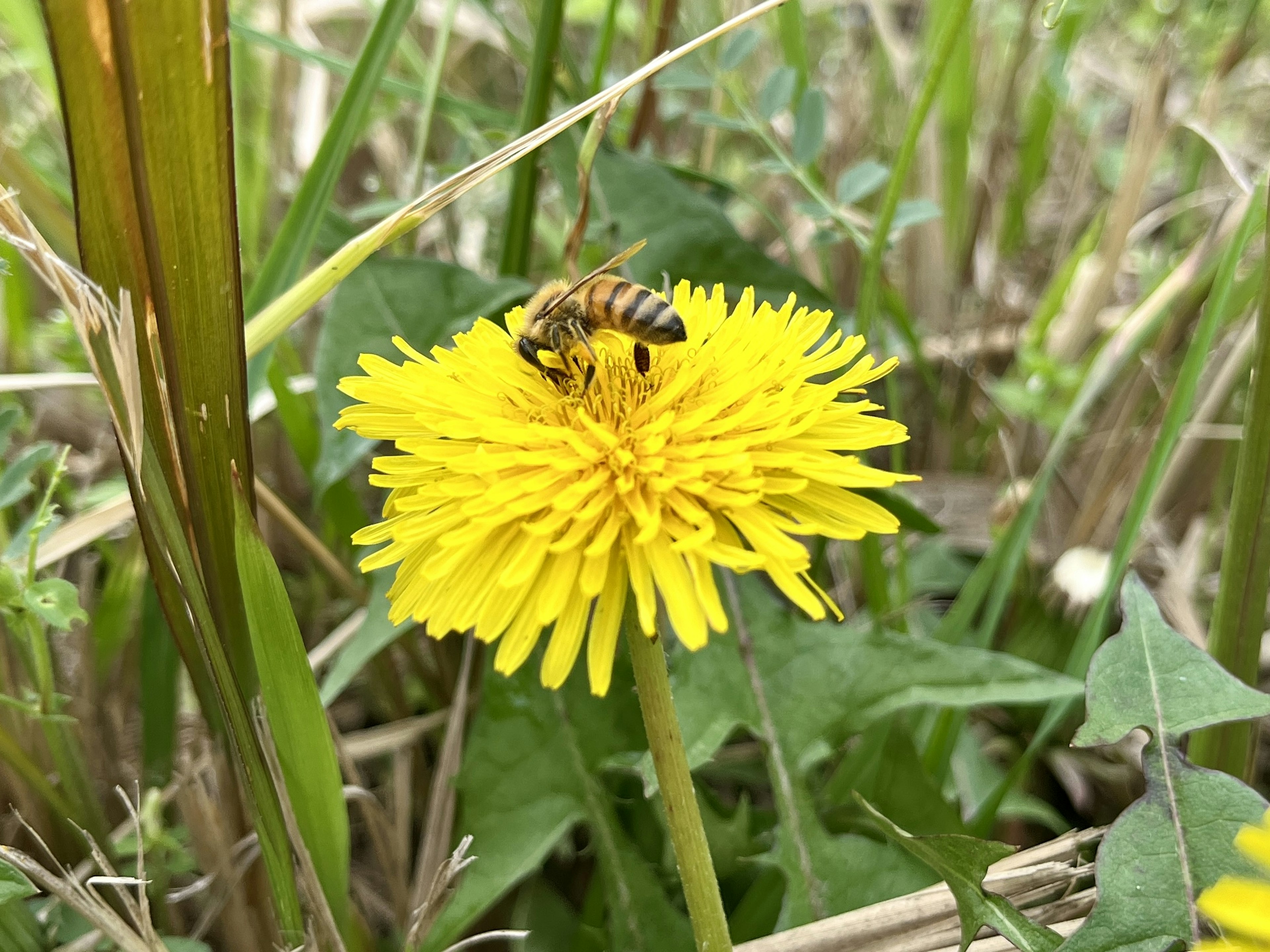 Biene auf einer leuchtend gelben Löwenzahnblüte