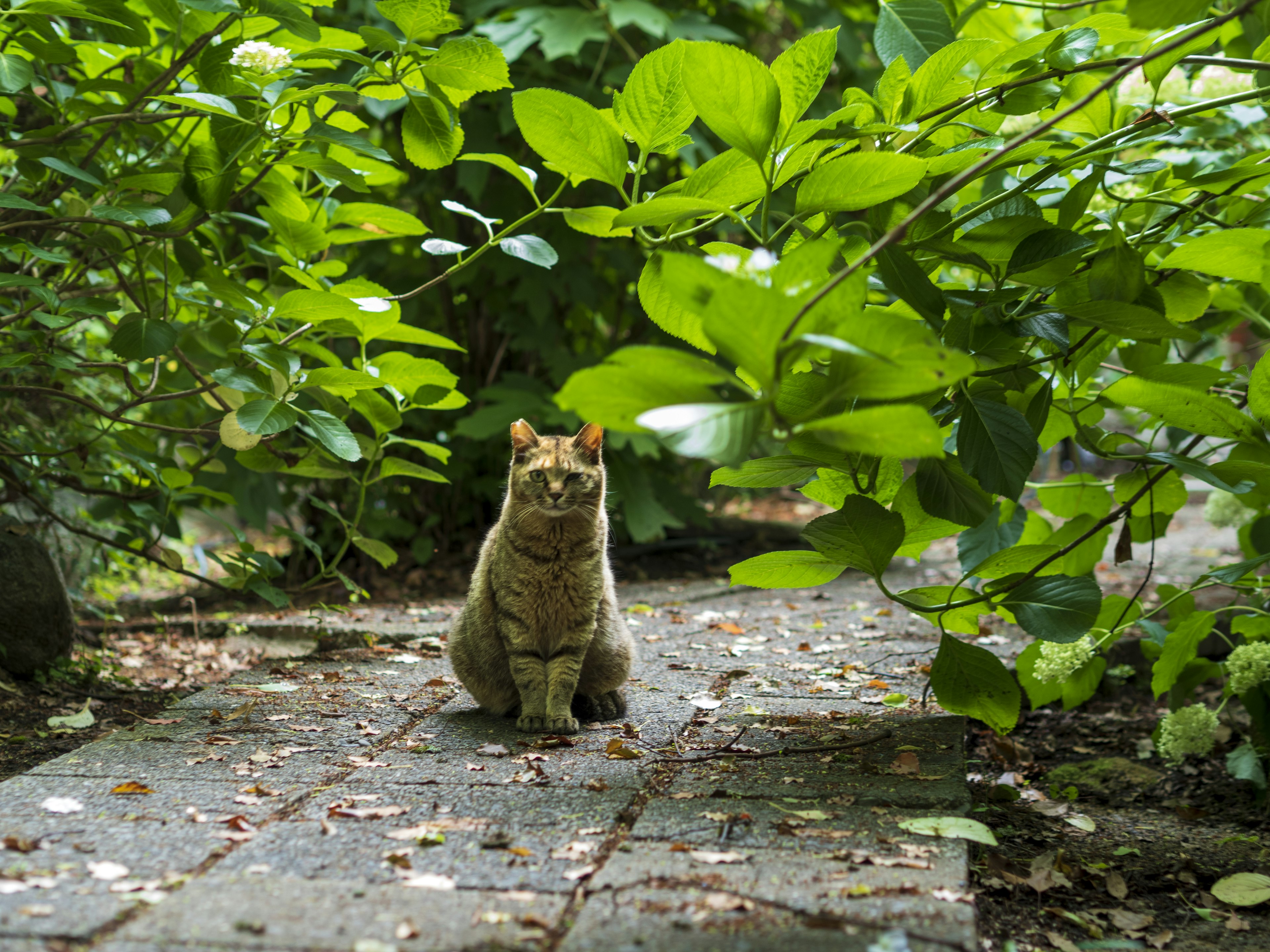 Katze sitzt auf einem Steinweg, umgeben von üppigem grünem Laub