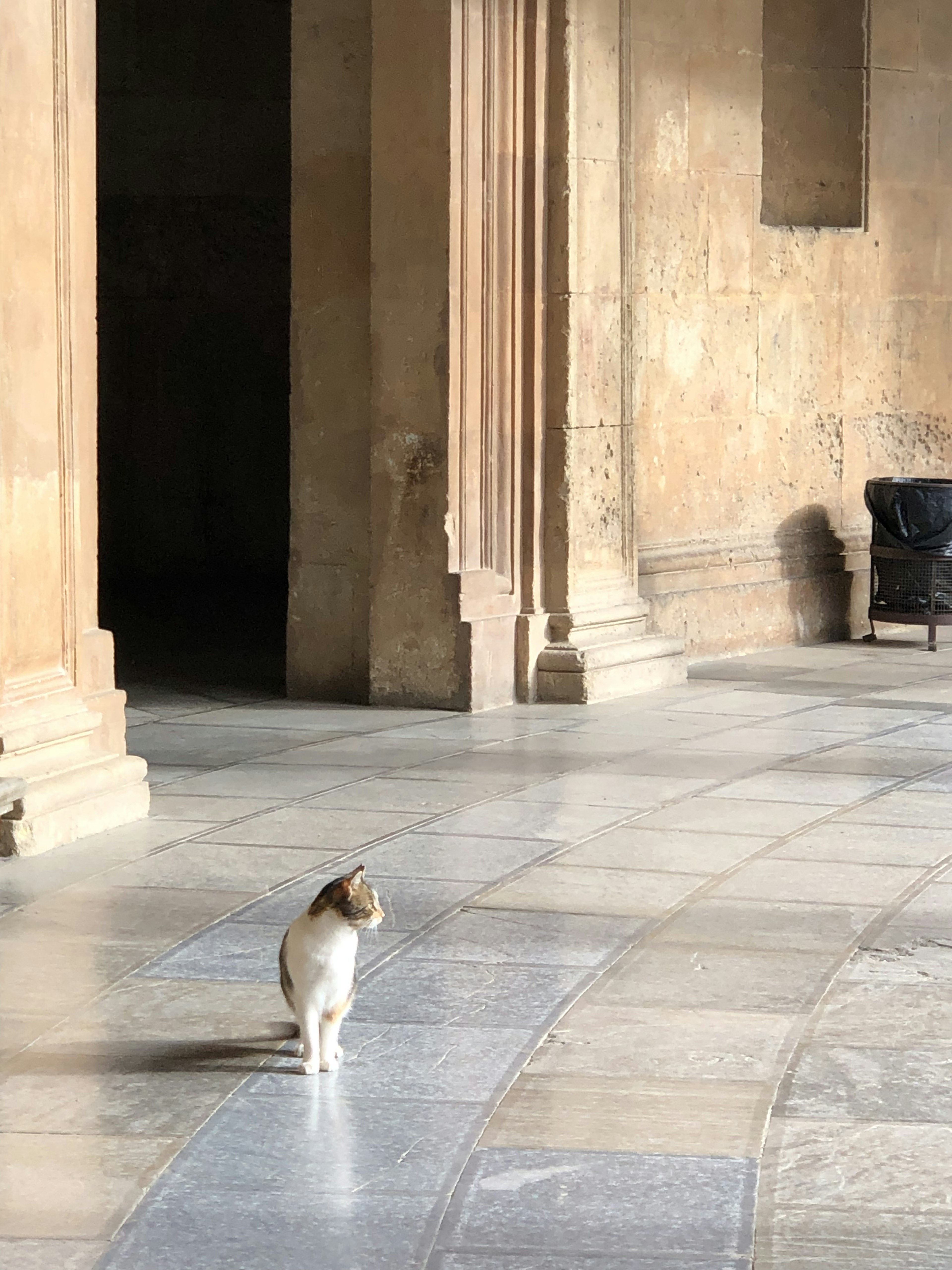 Eine Katze, die in einem alten Gebäude mit hohen Säulen läuft