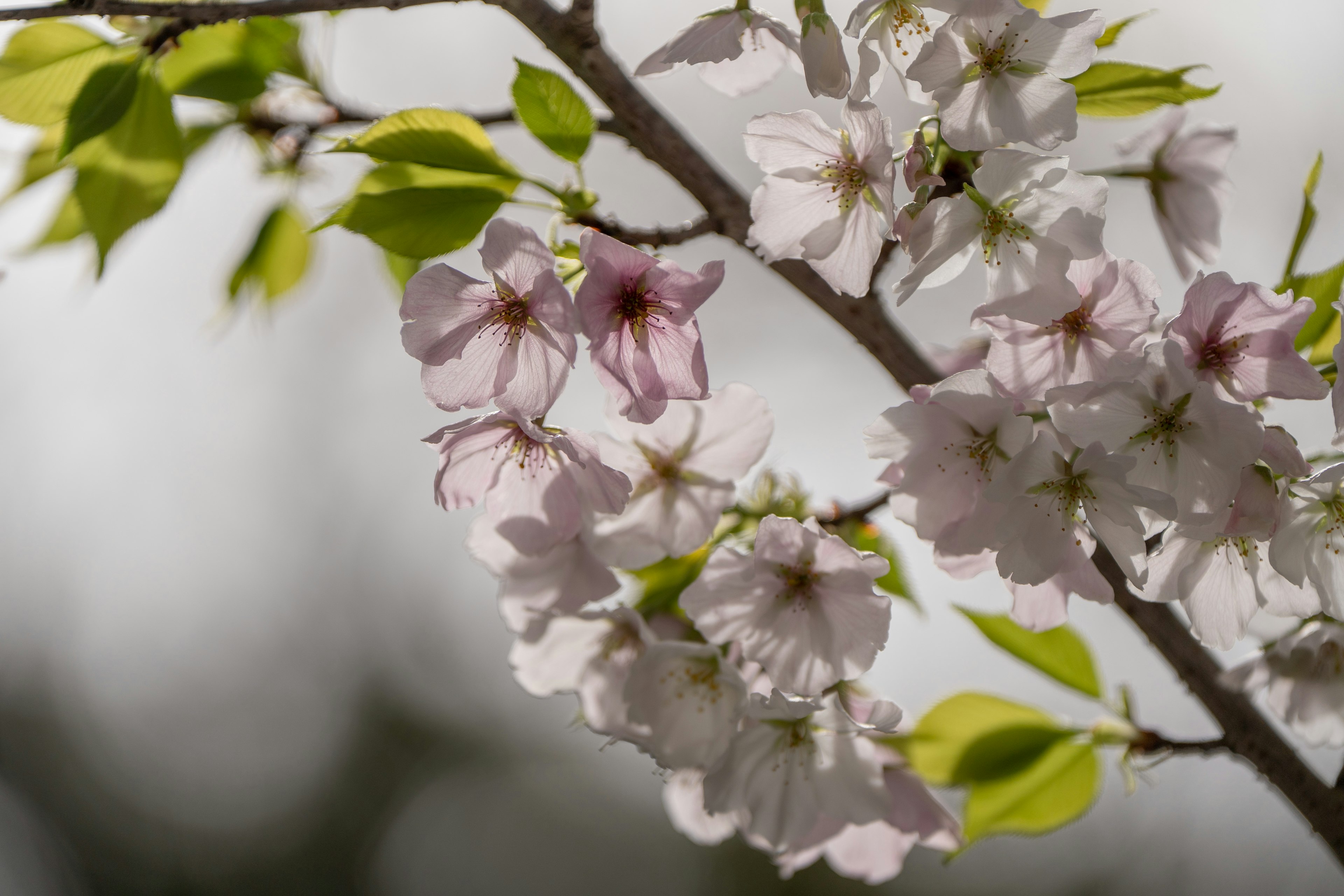 桜の花が咲いている枝のクローズアップ