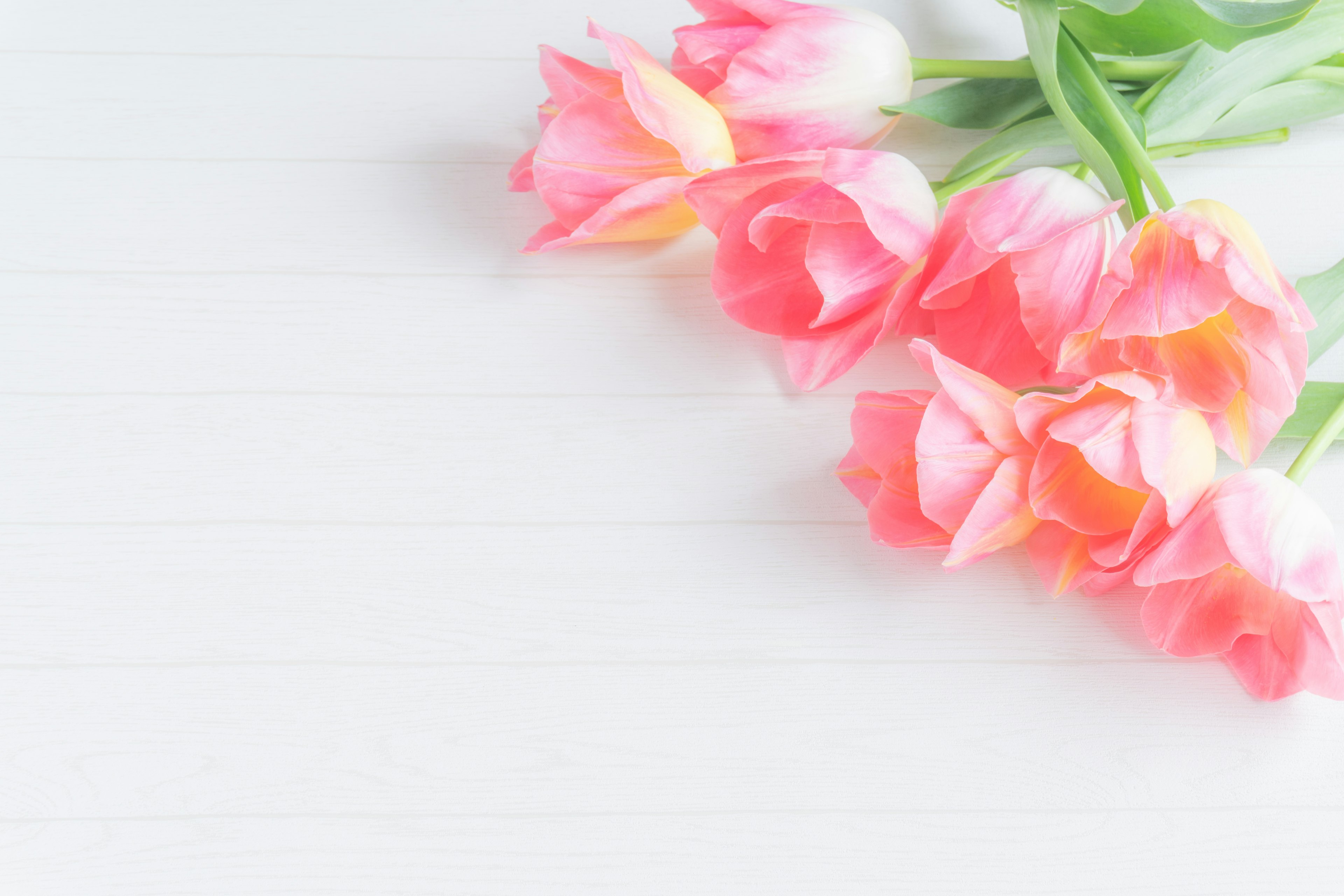 A bouquet of soft pink tulips arranged on a white background