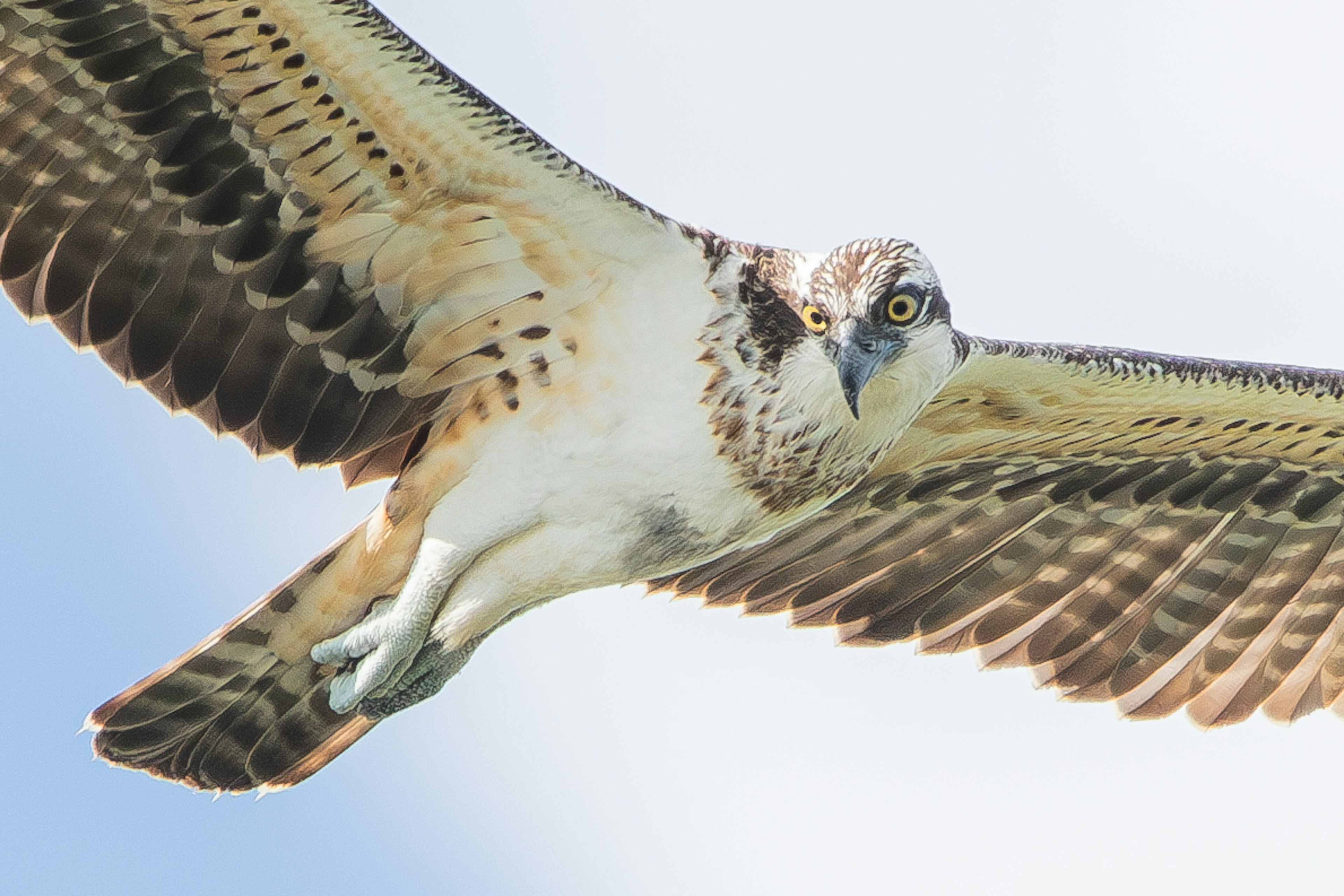 Close-up burung hantu terbang dengan sayap terbentang