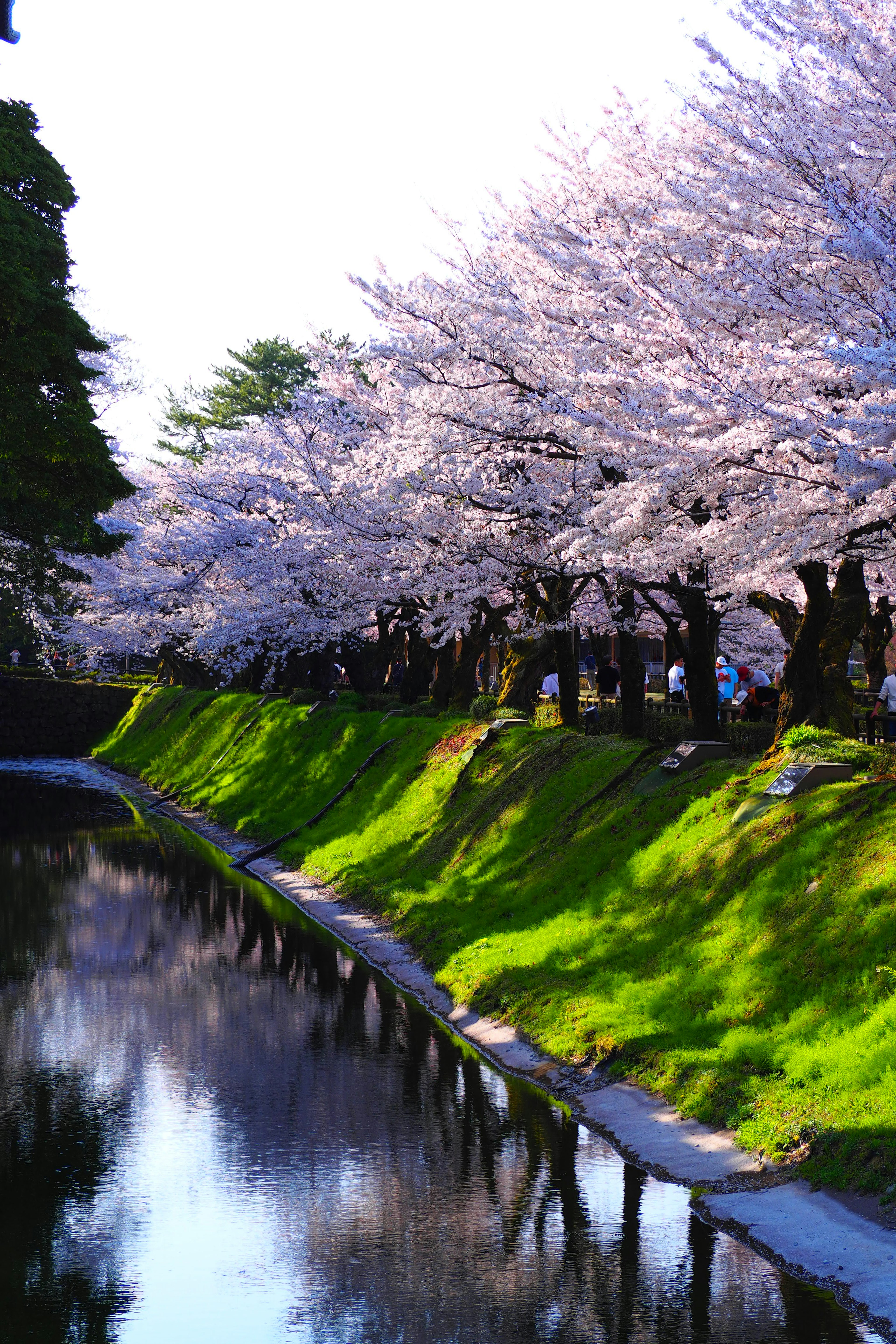 Alberi di ciliegio in fiore lungo un sentiero verde accanto a un corso d'acqua calmo