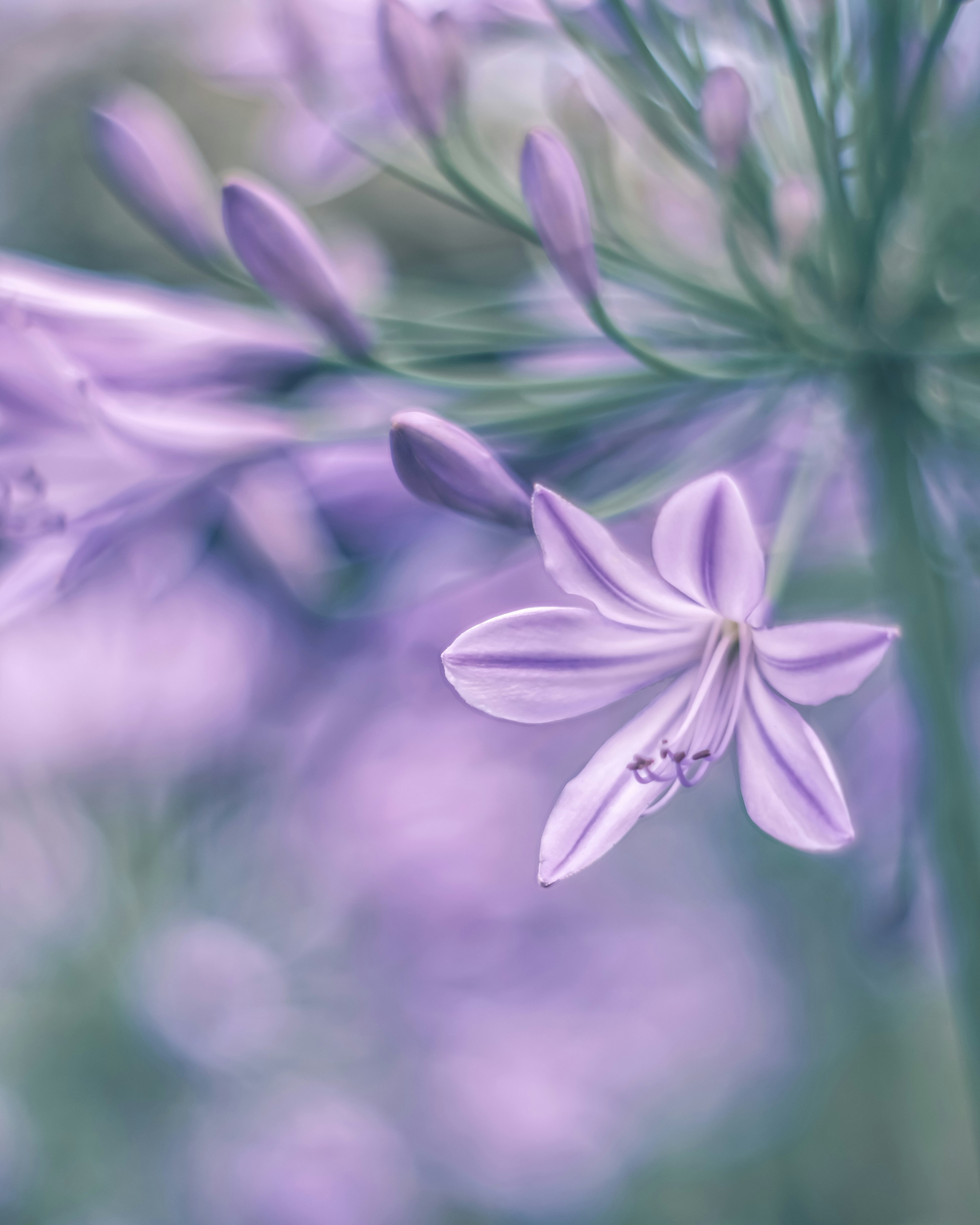 Gros plan sur une fleur violette pâle et des boutons