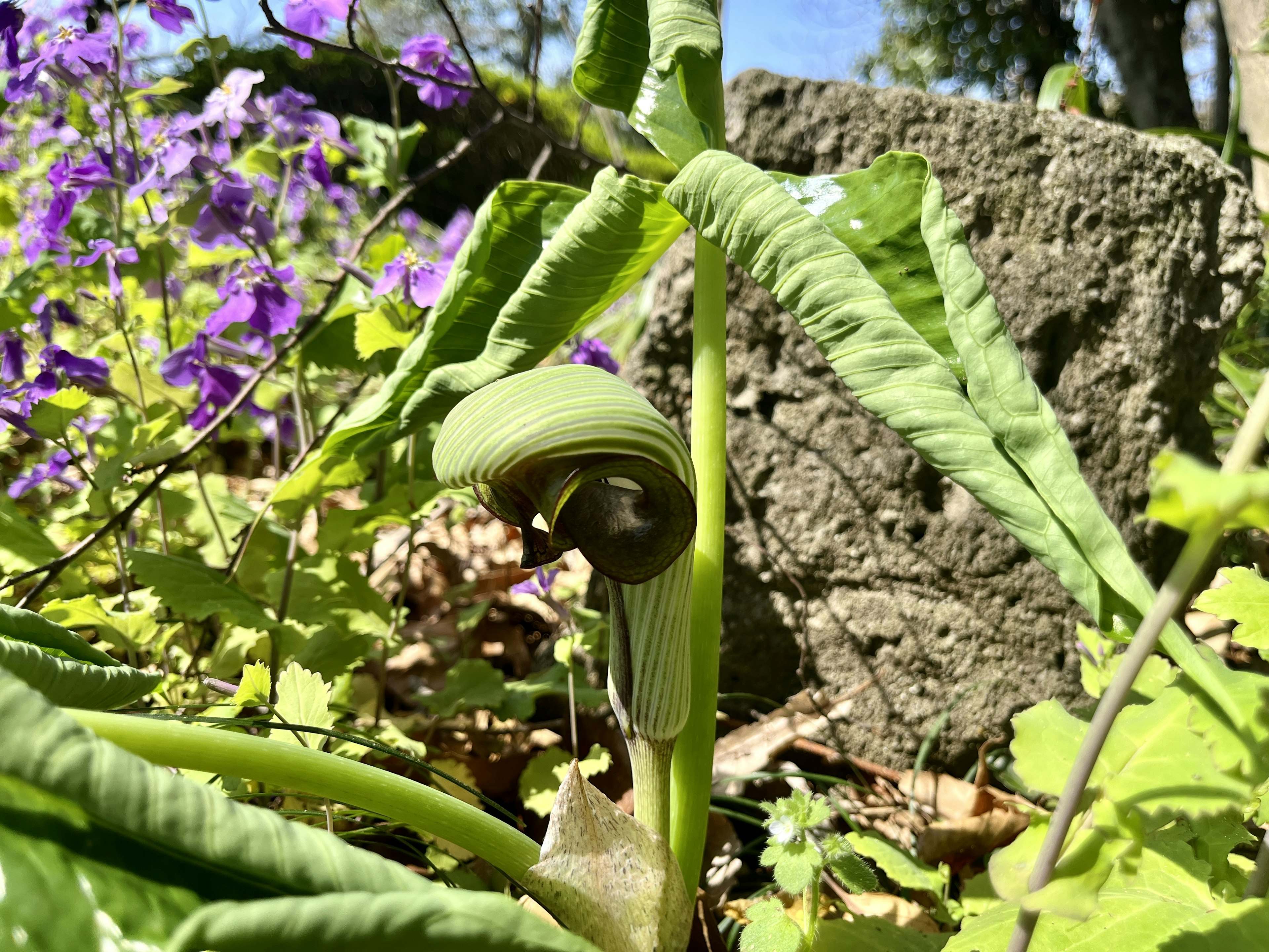 緑の植物と紫の花が映る自然の風景に立つ独特な形の葉