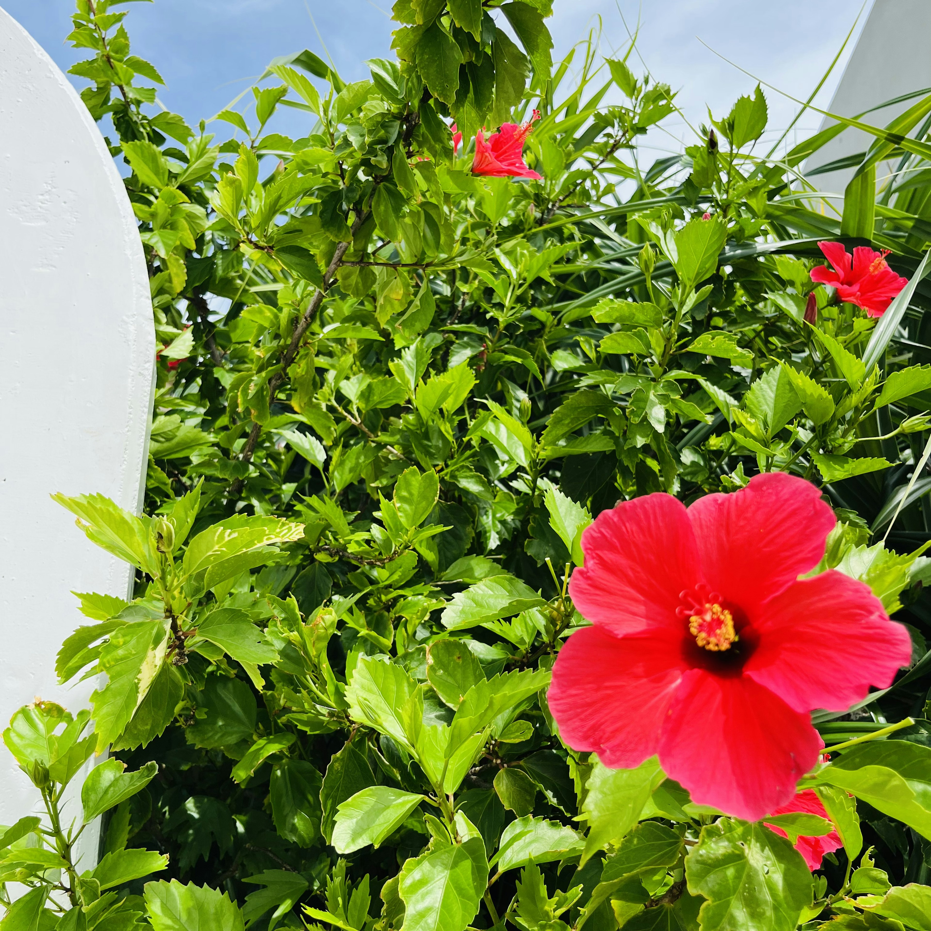 Una brillante flor de hibisco rojo floreciendo entre hojas verdes exuberantes