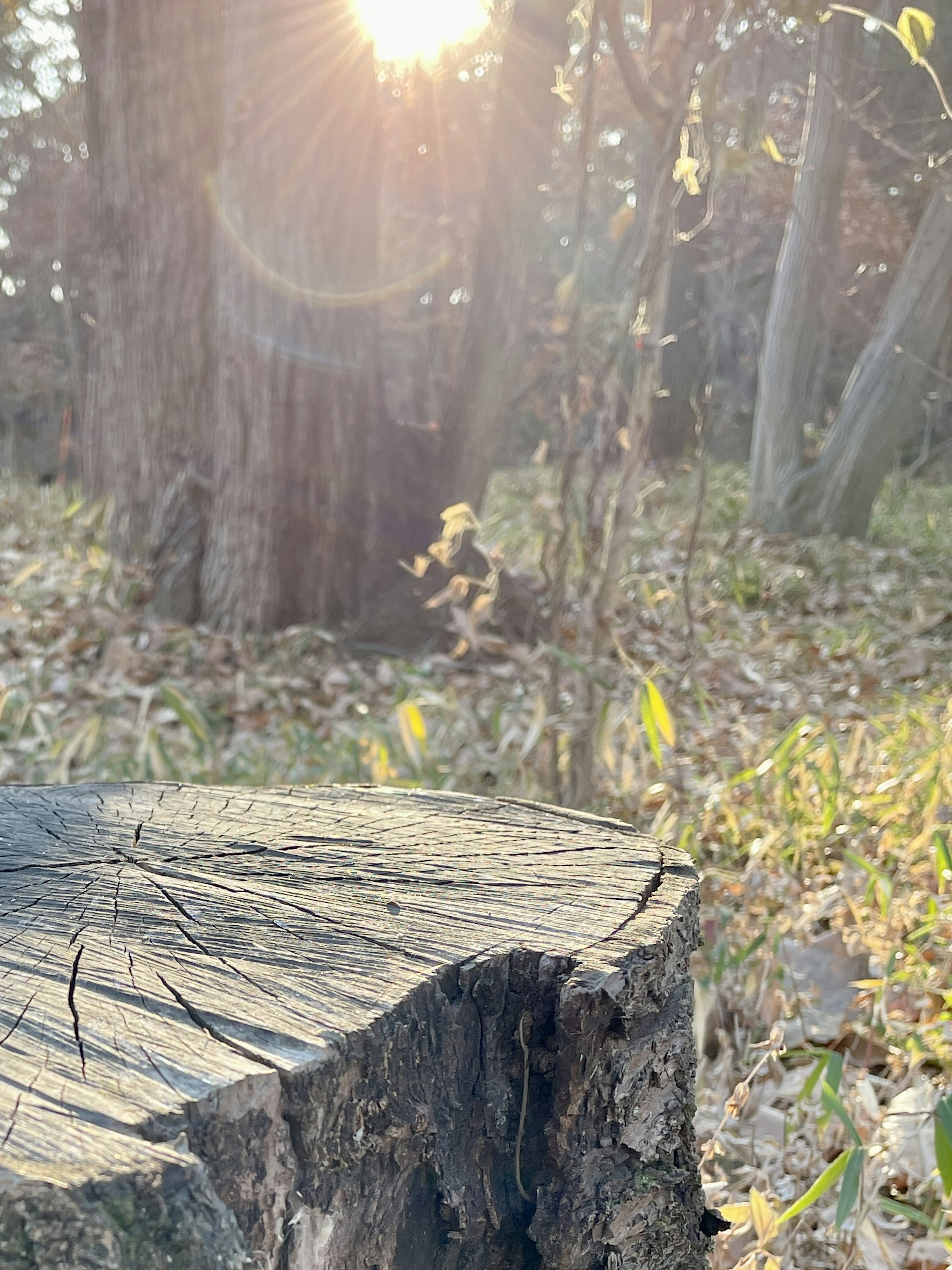 Close-up of a tree stump with sunlight filtering through the forest