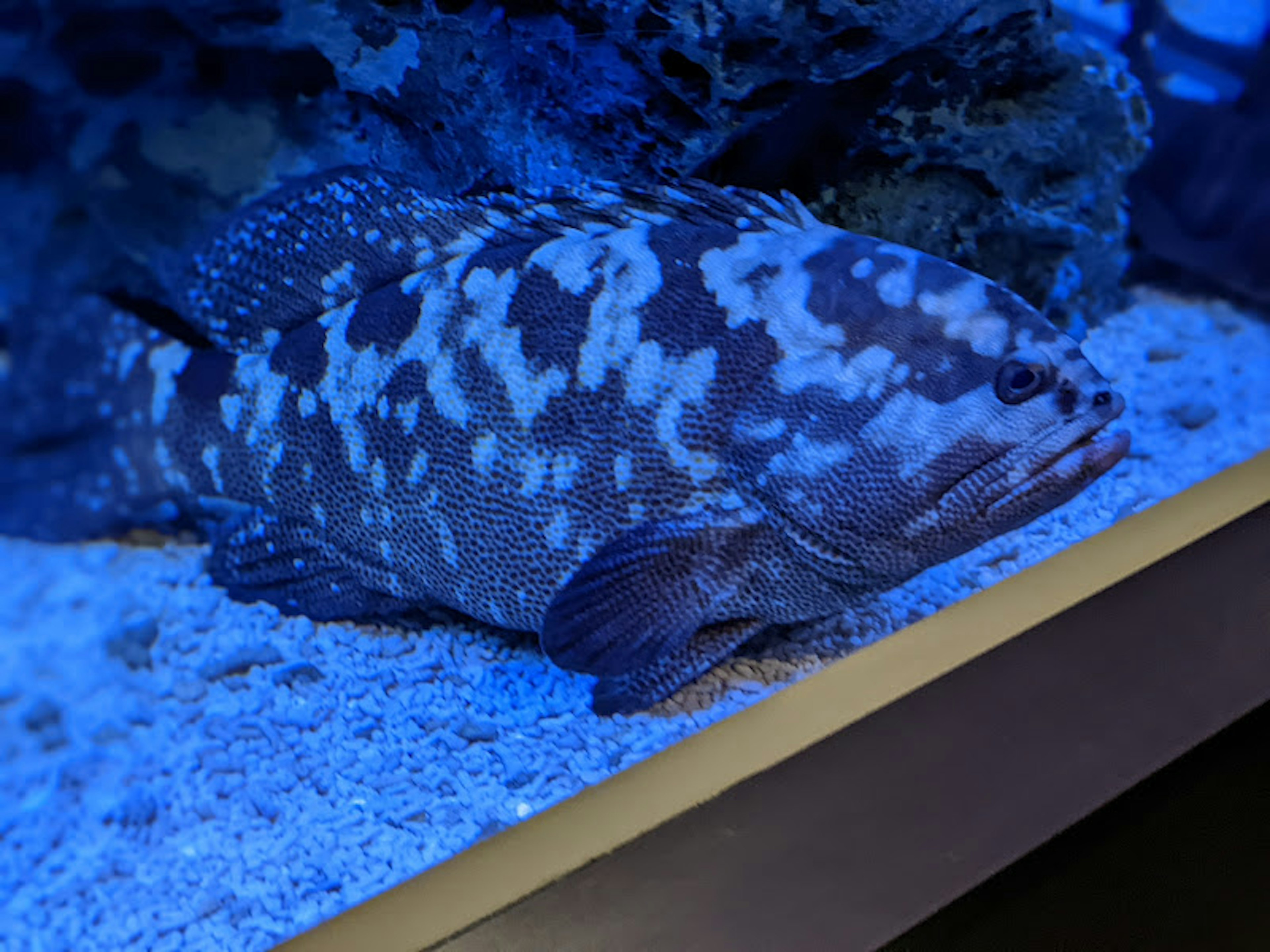 Pesce che nuota in un acquario blu colorazione maculata