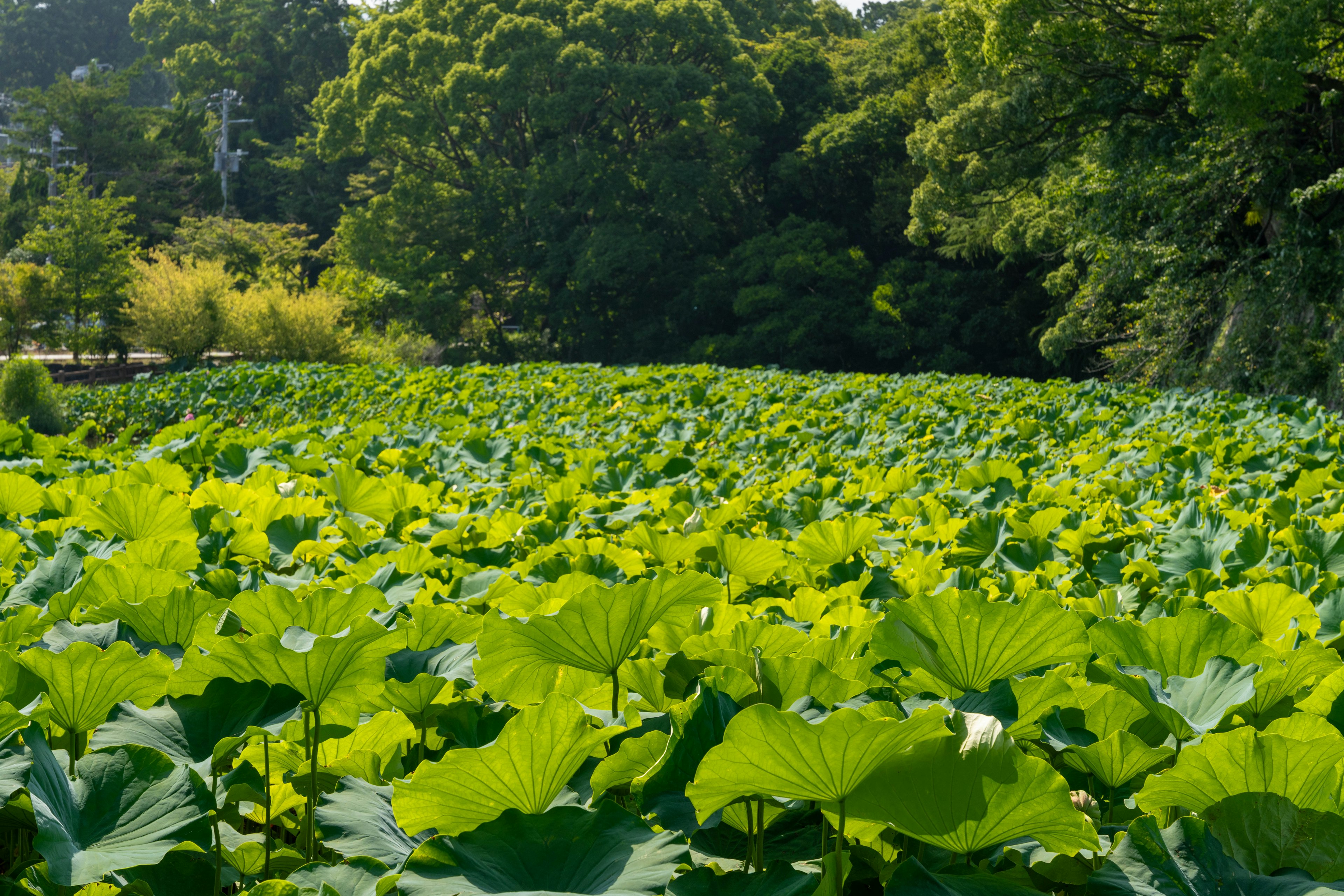 Weitreichende Sicht auf große Lotusblätter mit üppigem Grün im Hintergrund