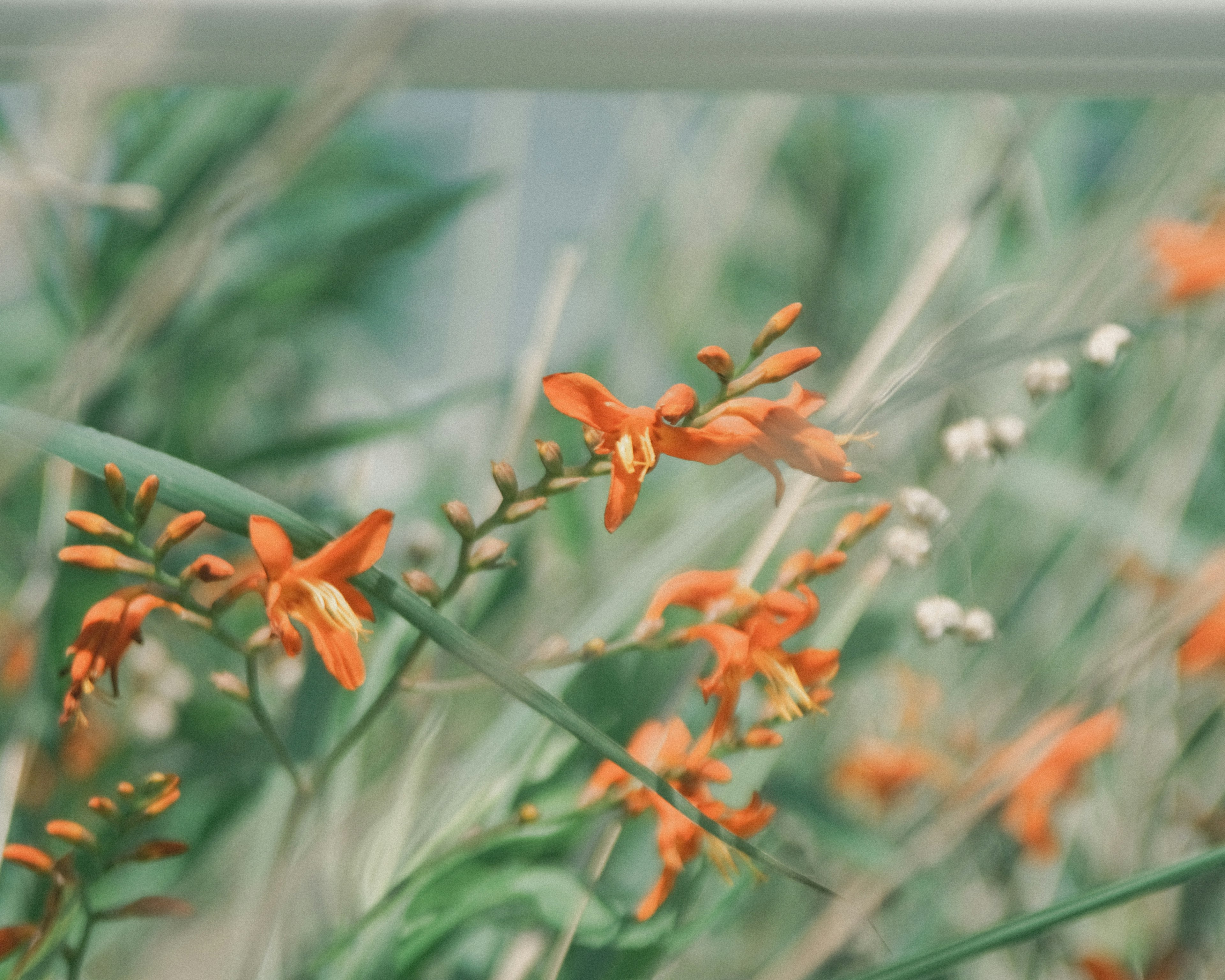 緑の葉に囲まれたオレンジ色の花が咲いている