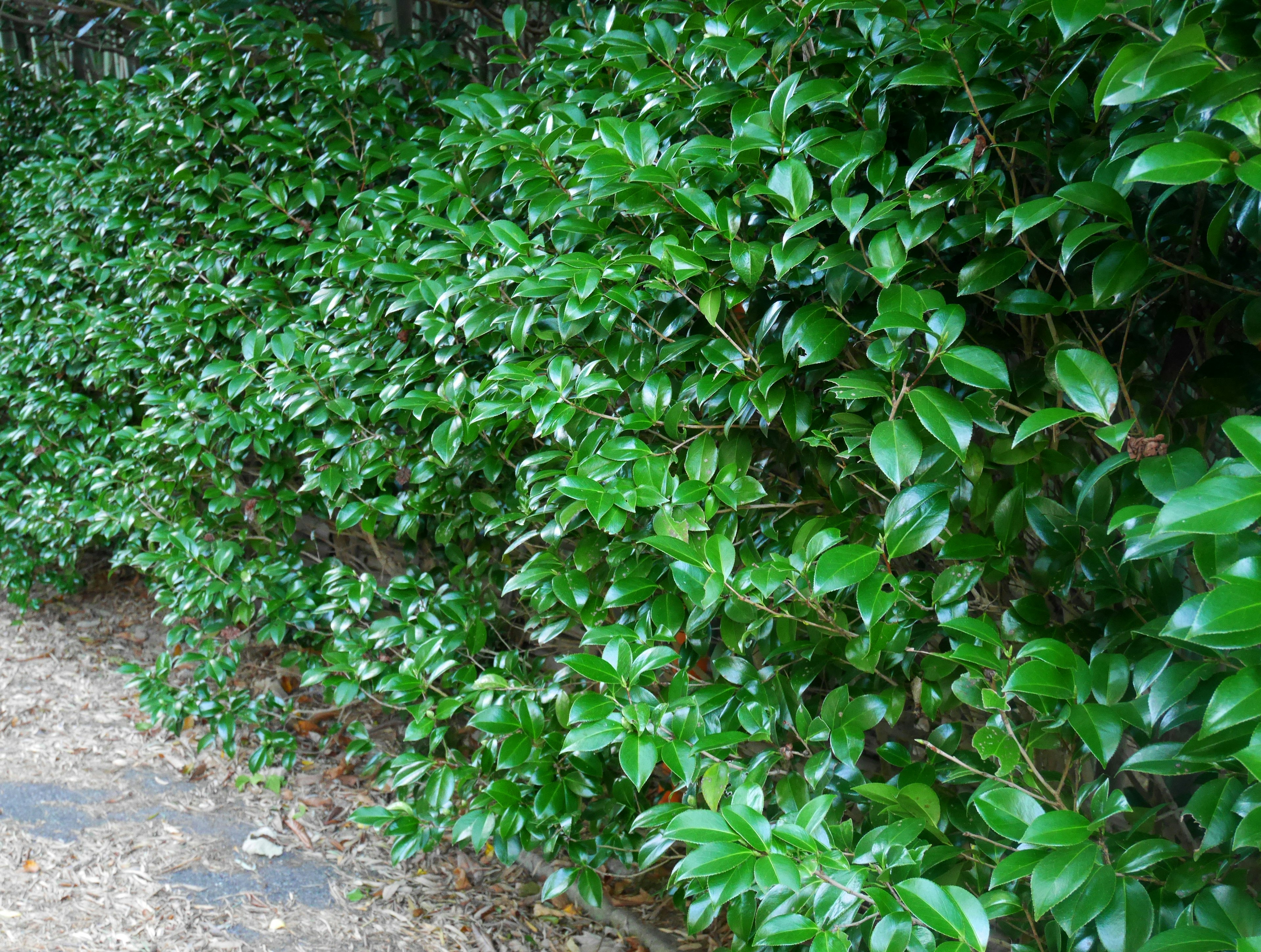 Photo of a lush green hedge with glossy leaves