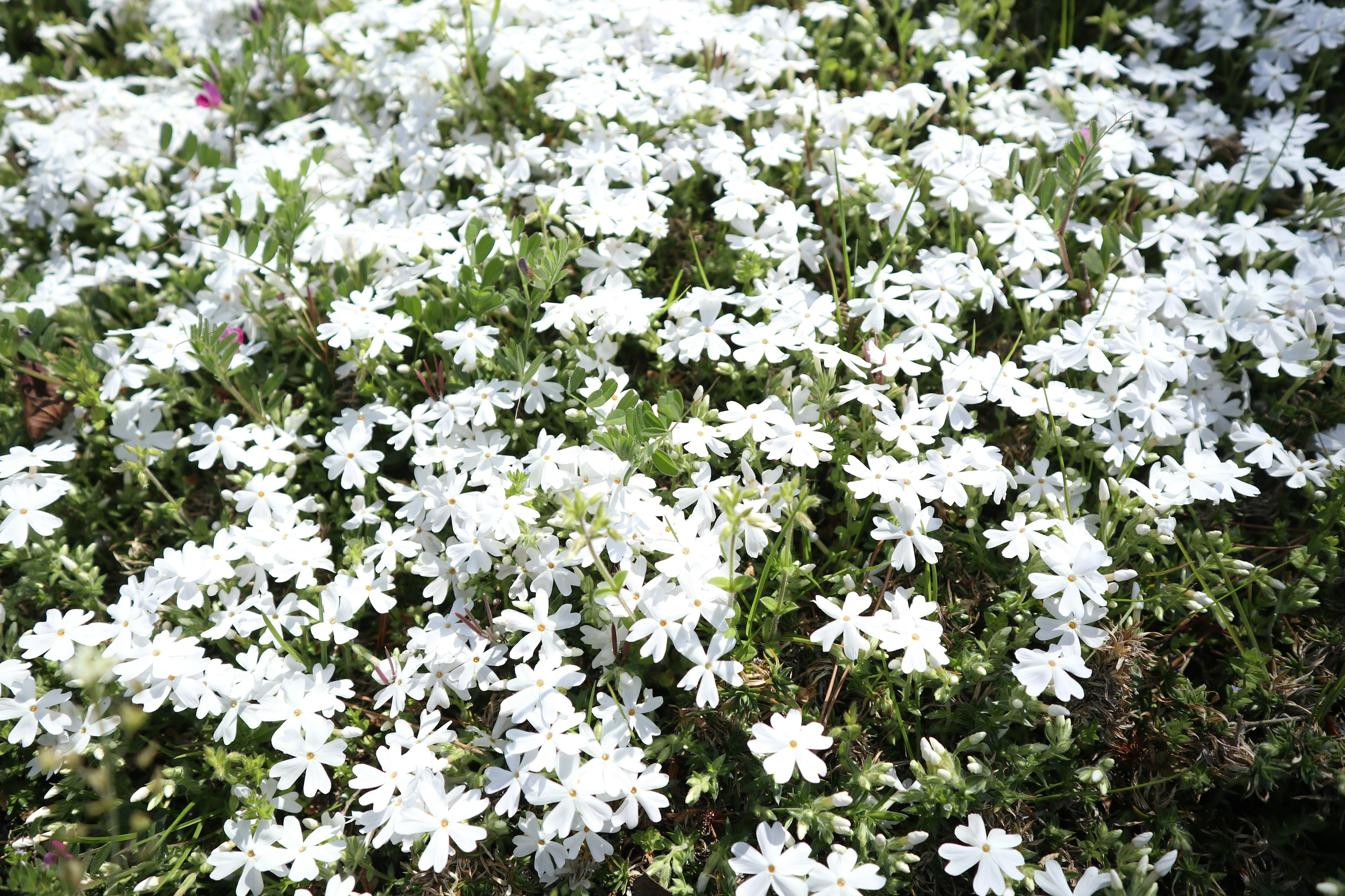 Ein Feld mit üppig blühenden weißen Blumen vor grünem Hintergrund