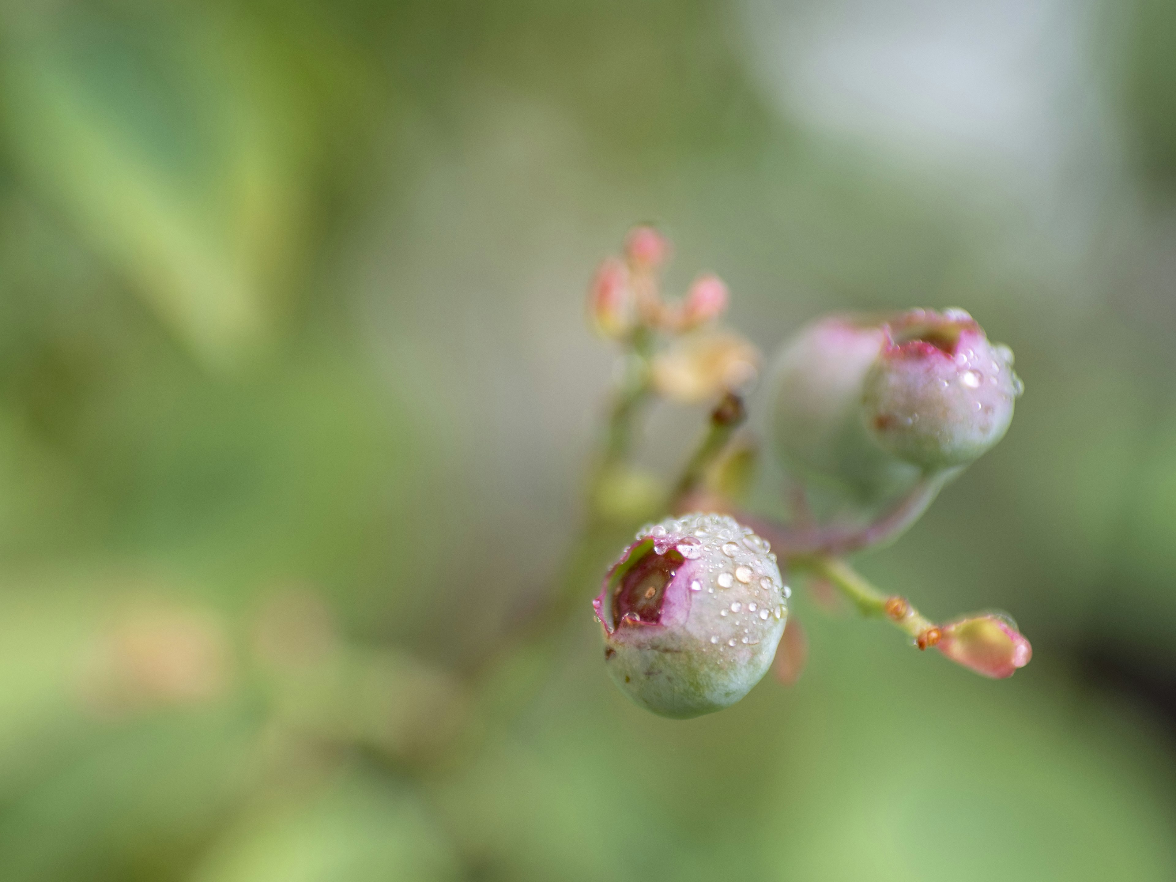 Gros plan sur des bourgeons de myrtilles avec de la rosée sur la plante