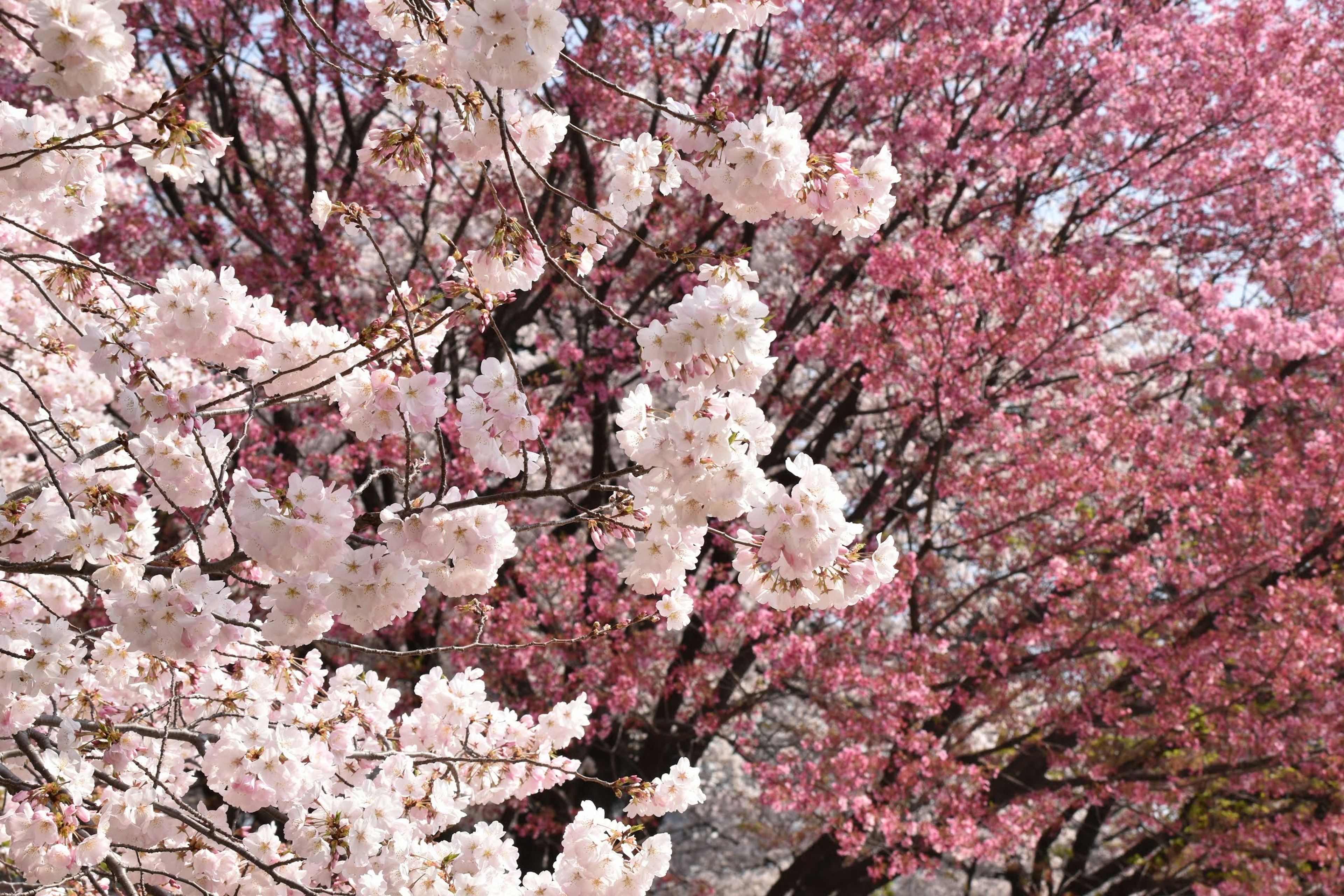 Pemandangan indah dengan bunga sakura yang mekar