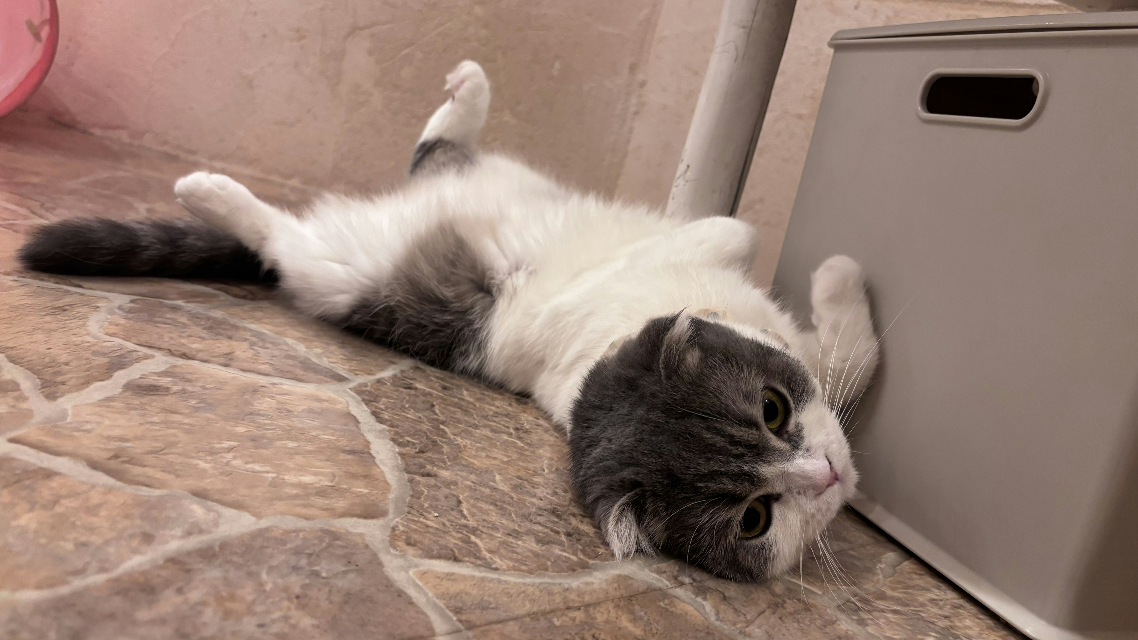 A gray and white cat lying on the floor