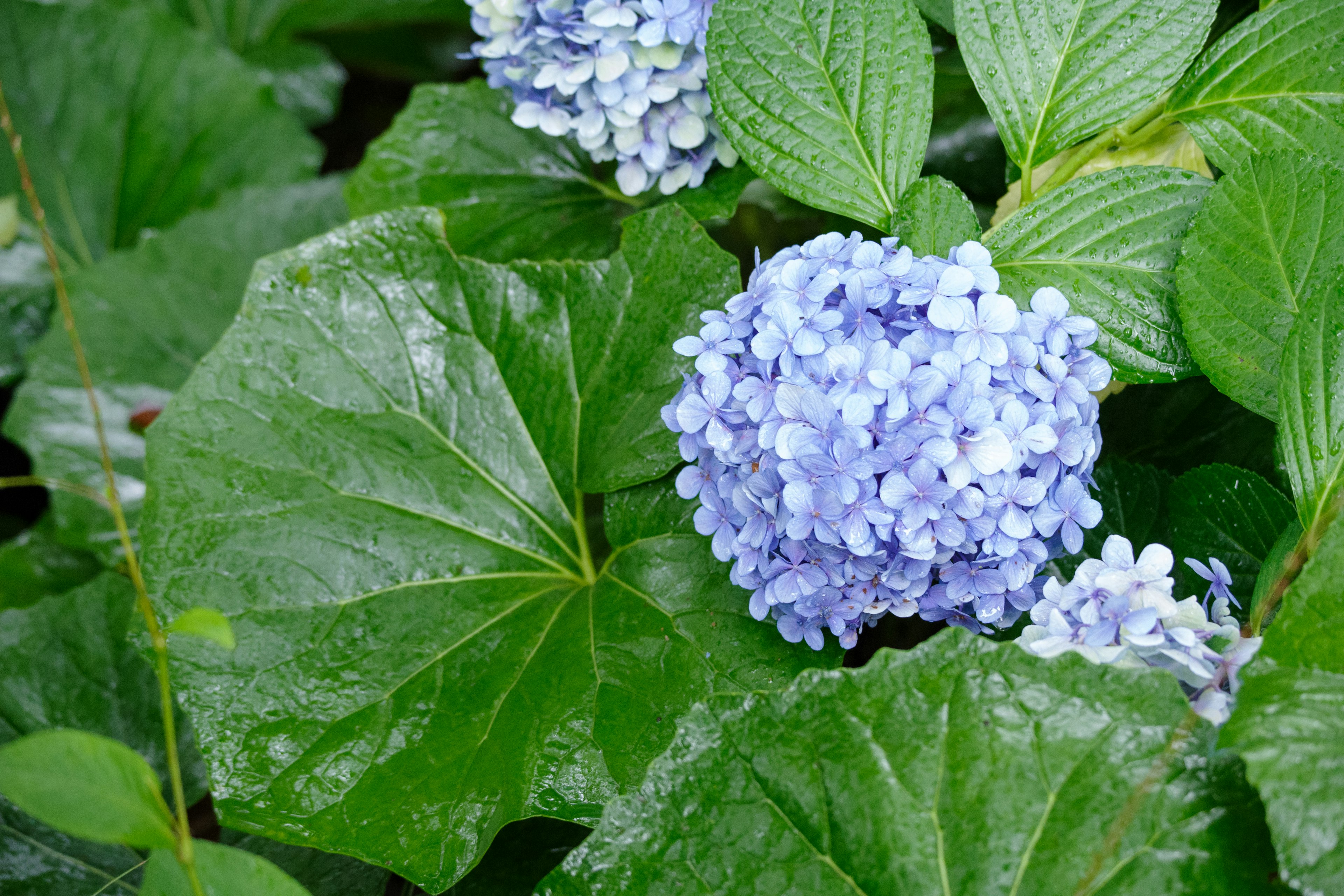 Primer plano de una flor de hortensia azul con hojas verdes