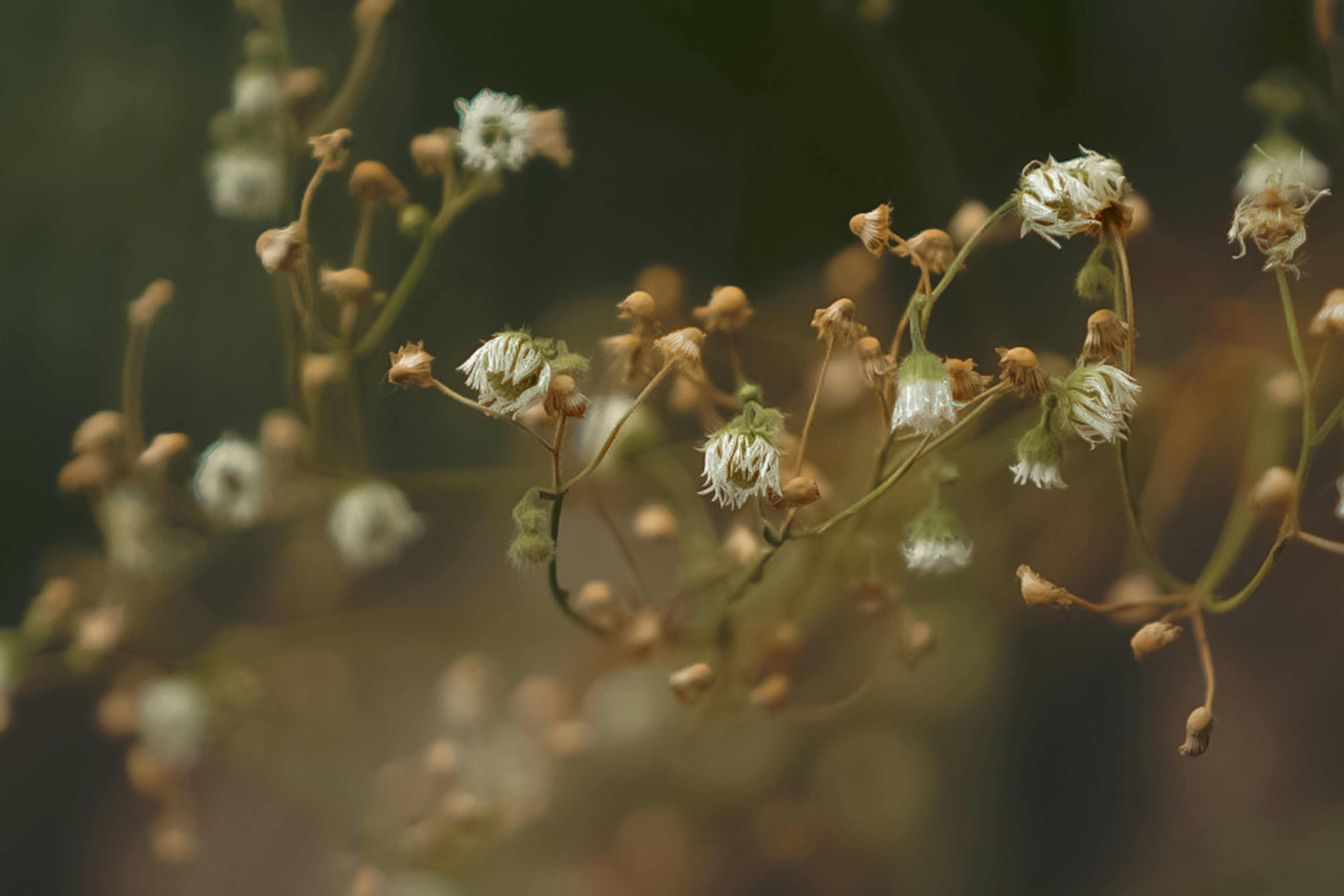 Primer plano de una planta con pequeñas flores blancas y fondo desenfocado