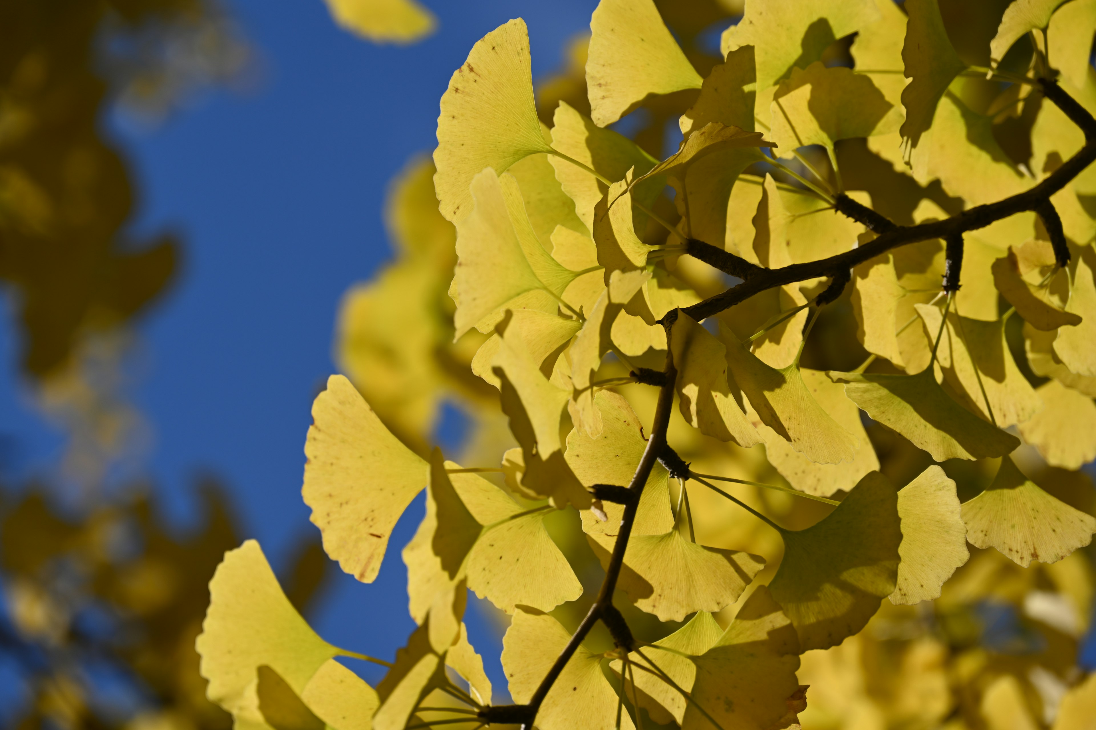 ใบแGinkgo สีเหลืองสดใสกับพื้นหลังท้องฟ้าสีฟ้า