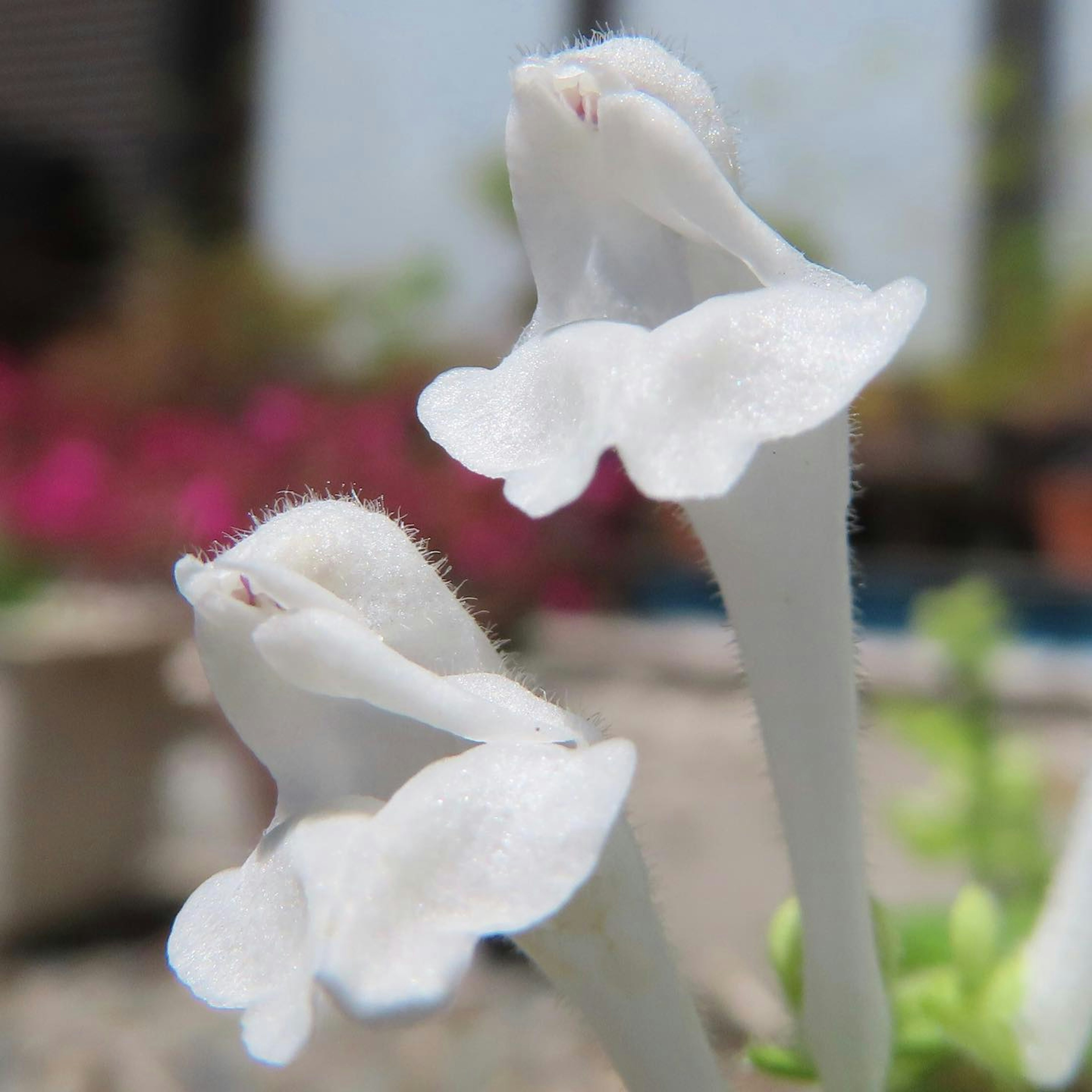 白い花のクローズアップ 二つの花びらが特徴的