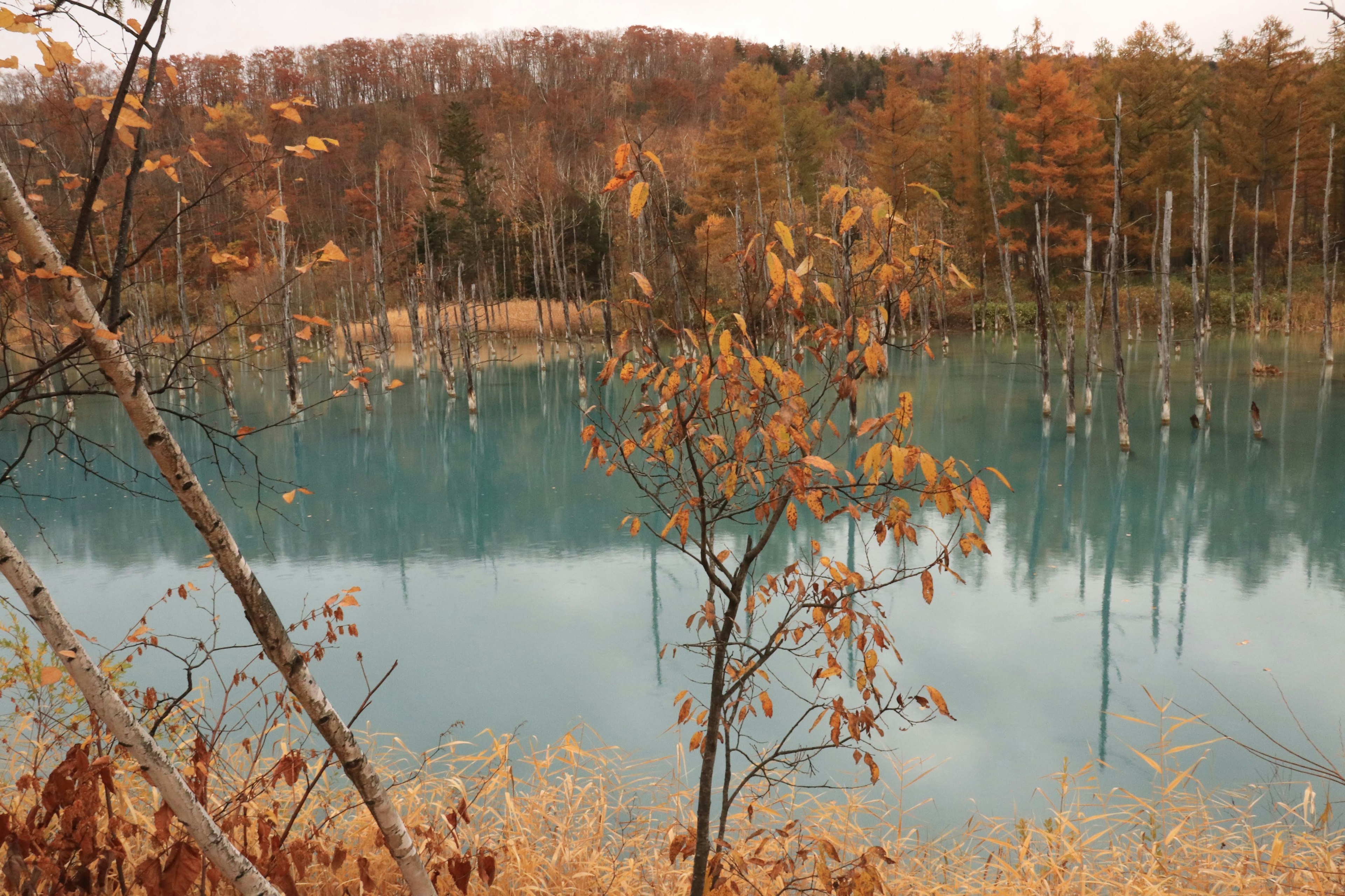 Paisaje de otoño con un lago turquesa y hojas naranjas