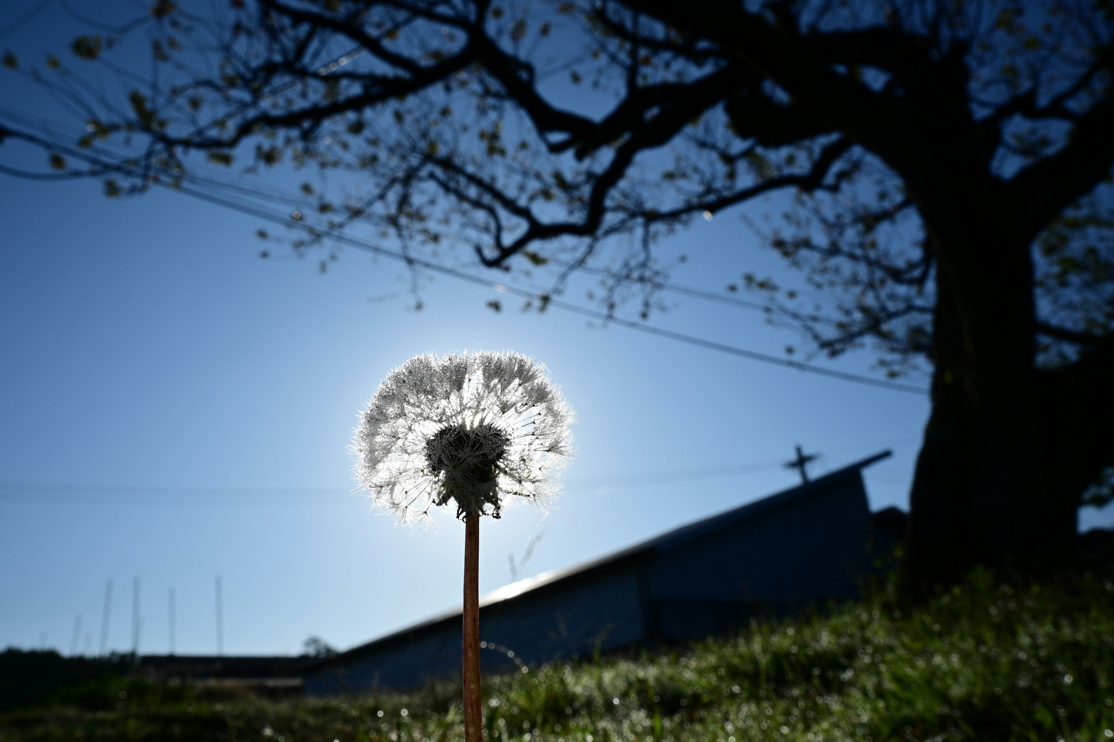 Silueta de una flor de diente de león iluminada por el sol con un árbol de fondo