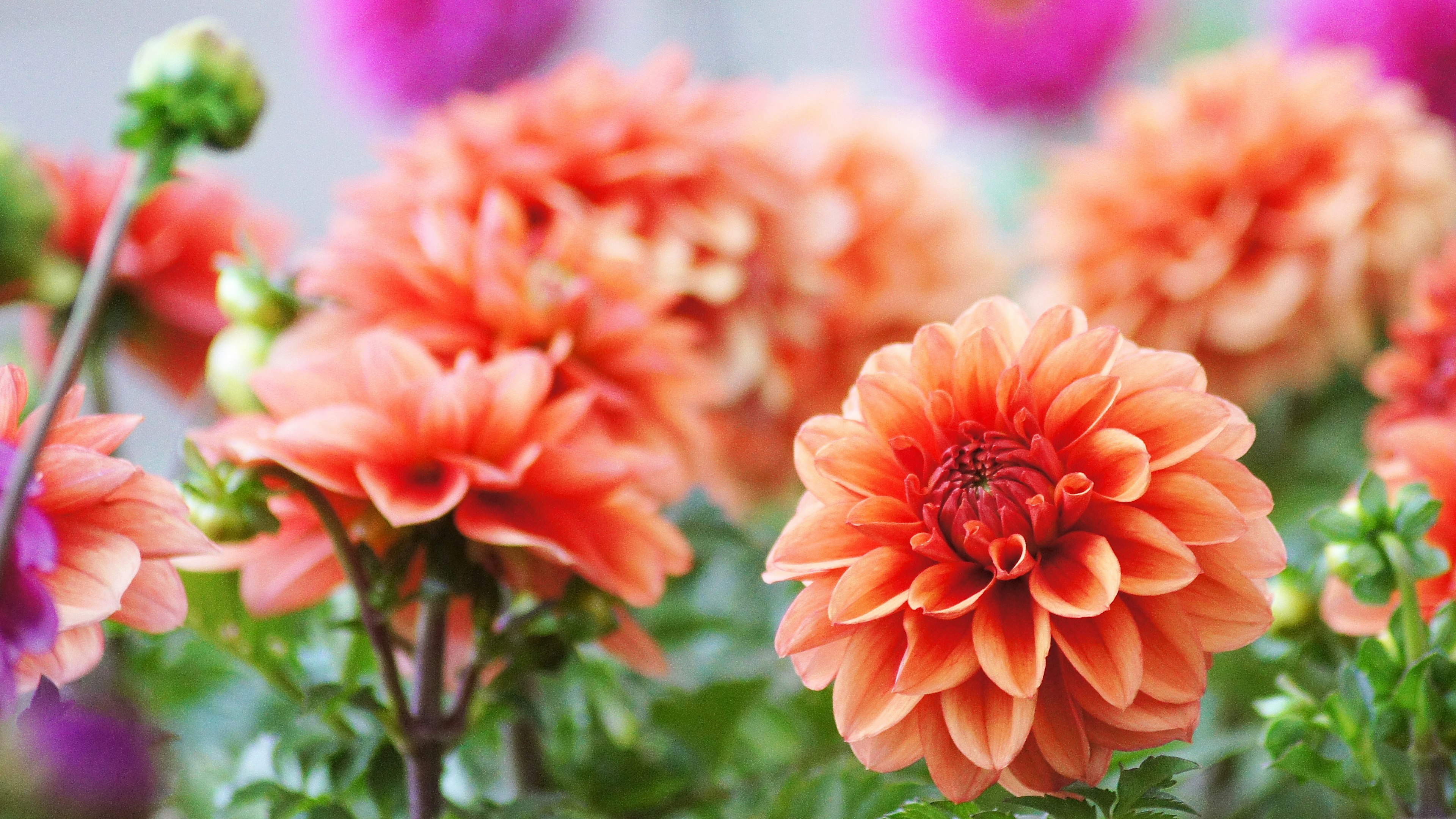 Beautiful garden featuring blooming orange dahlias