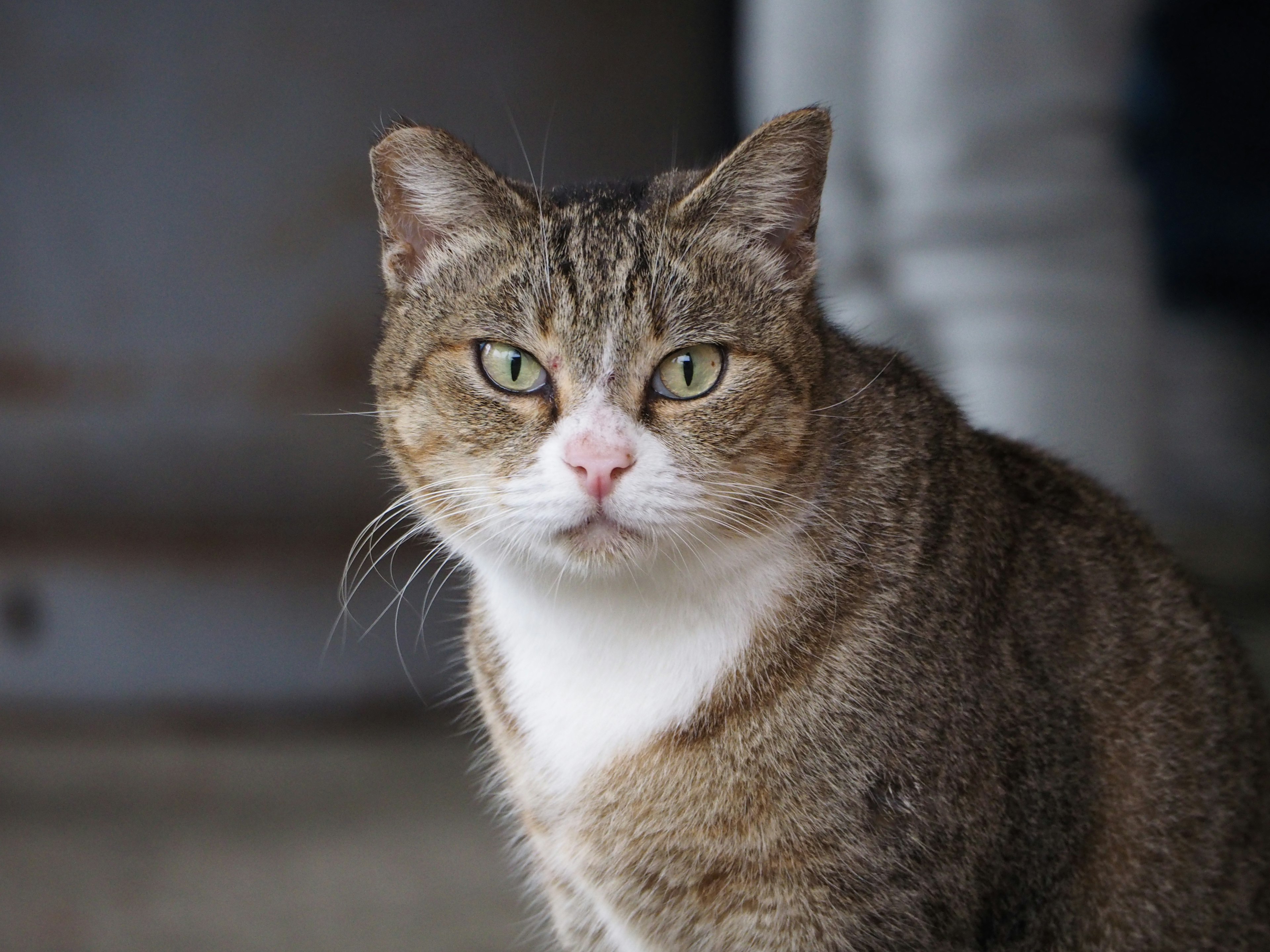 Braun-weiße Katze schaut ernsthaft in die Kamera