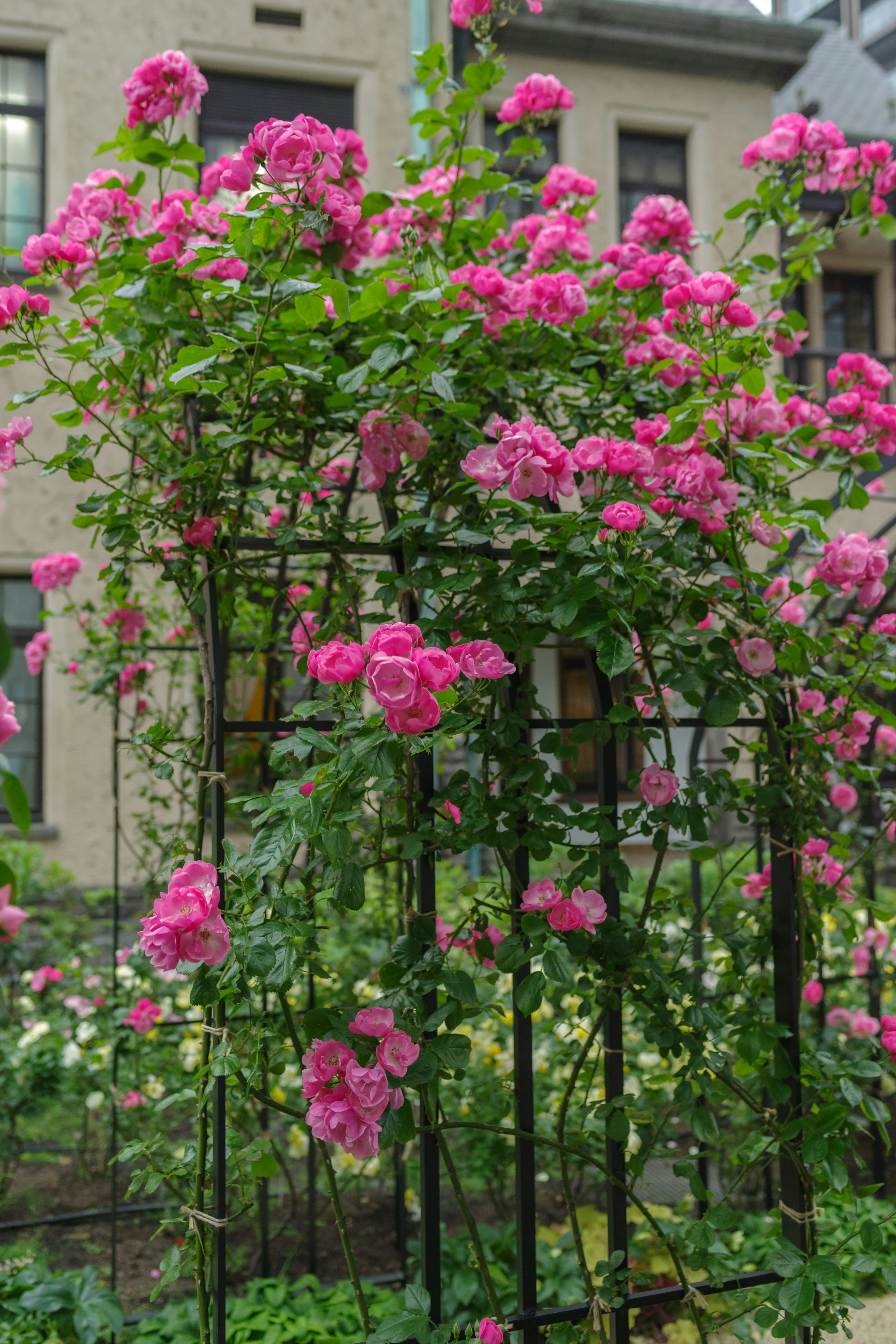 Hermosas rosas rosas trepando en un enrejado de jardín