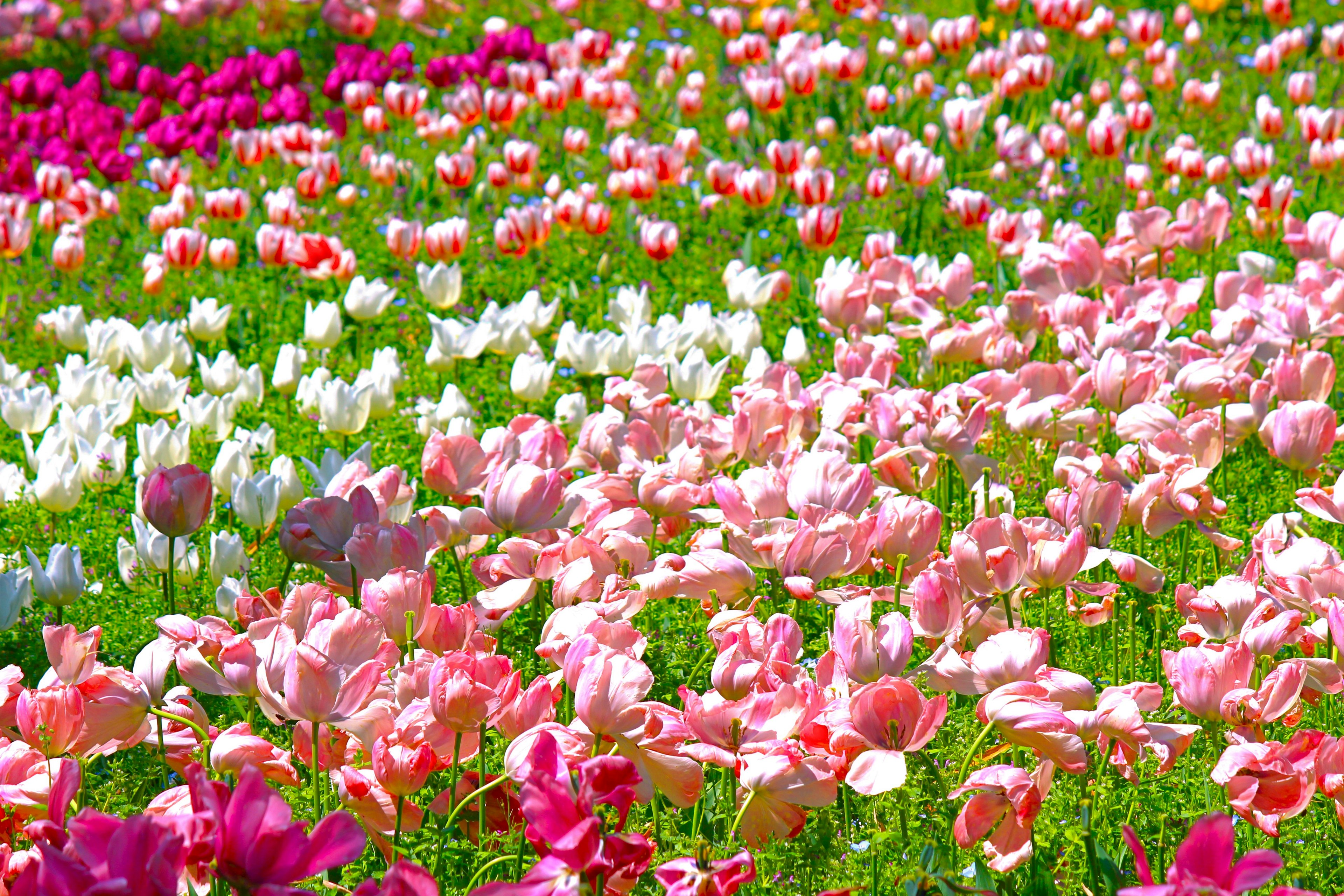 Champ de tulipes coloré avec des fleurs roses blanches et rouges en pleine floraison