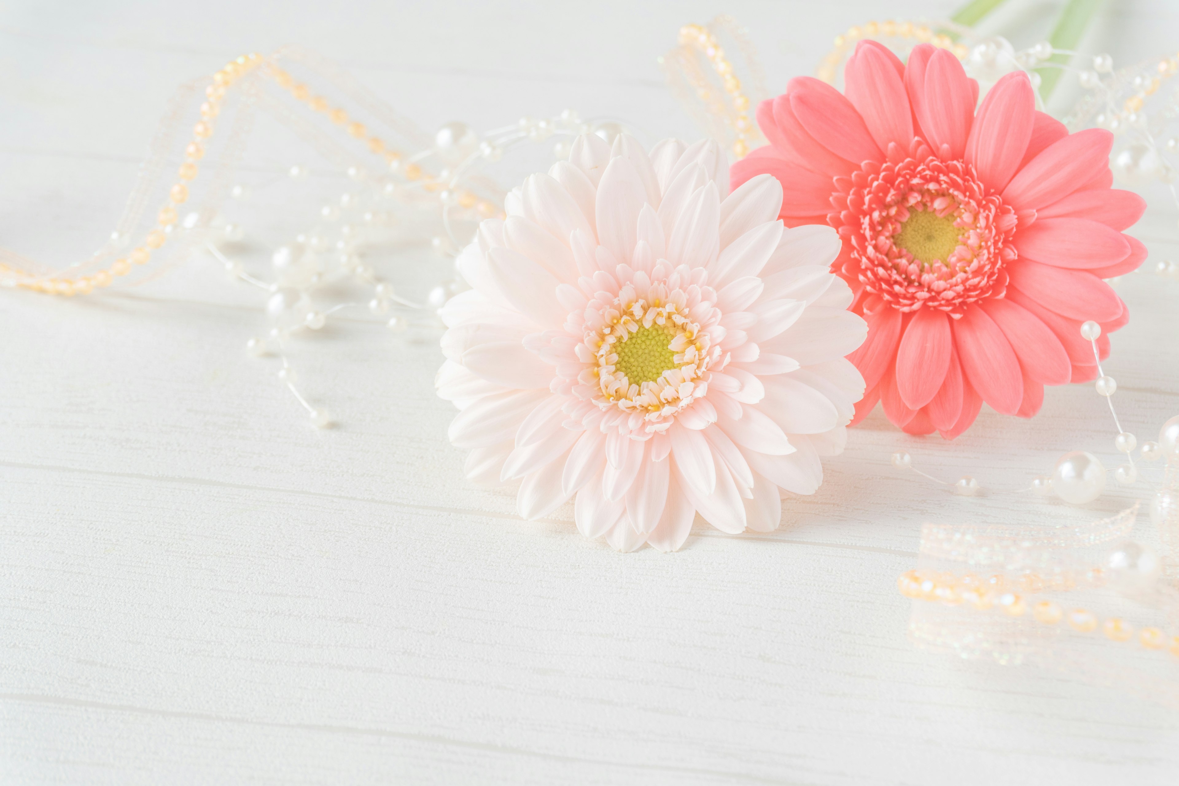 White and pink gerbera flowers placed on a white background