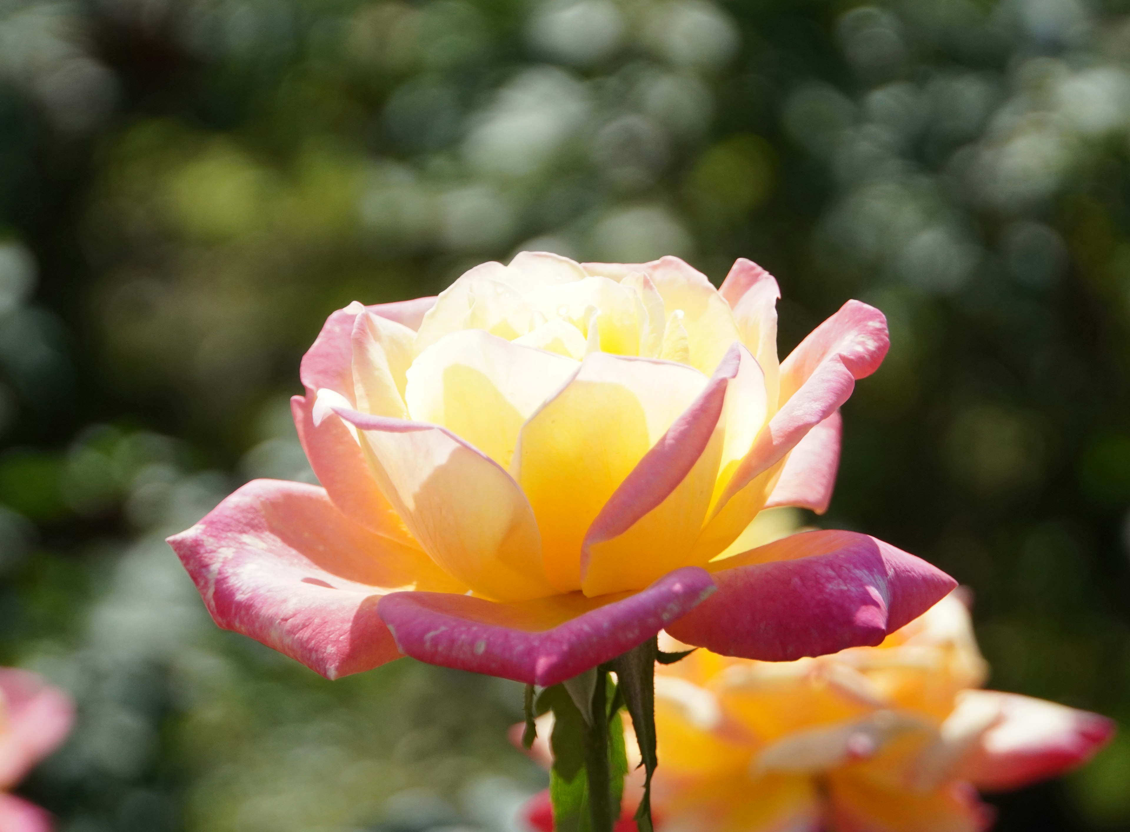 Schöne rosa und gelbe Rose blüht