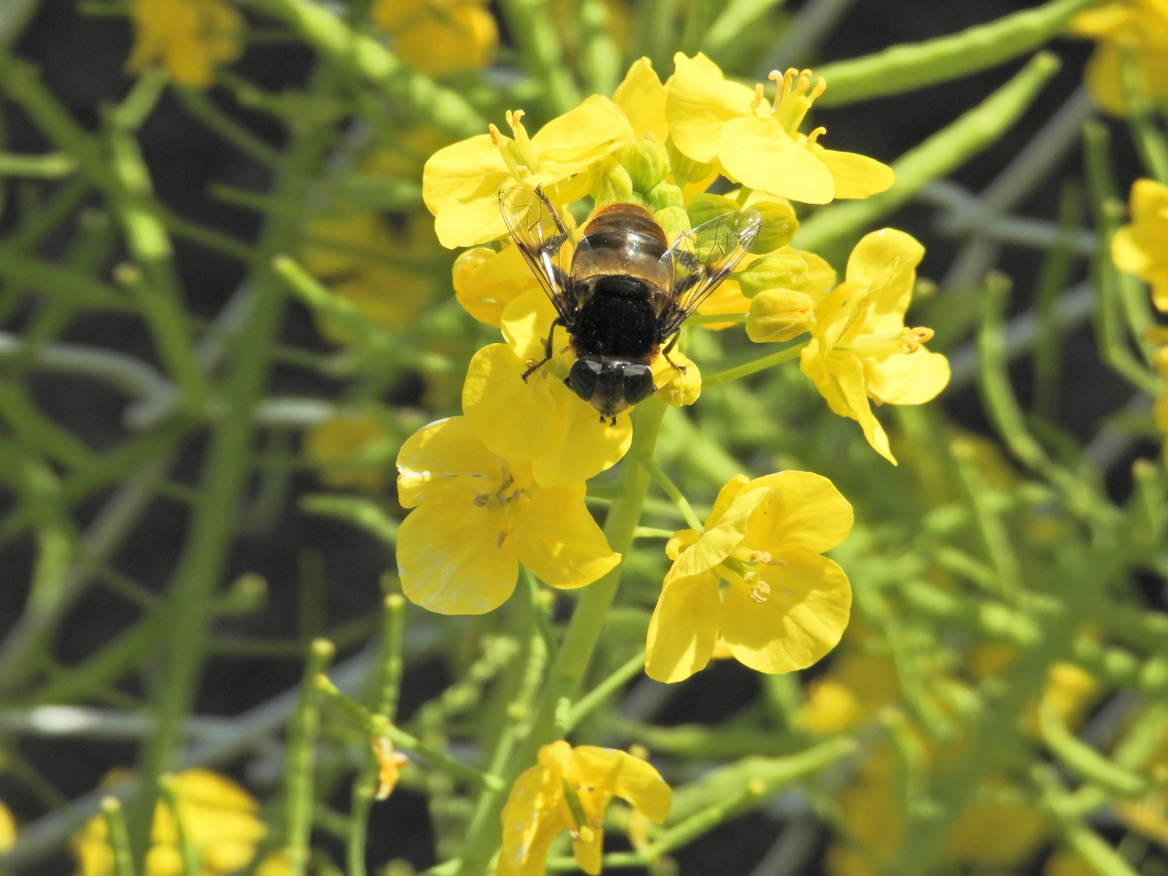 Primo piano di un'ape su fiori gialli