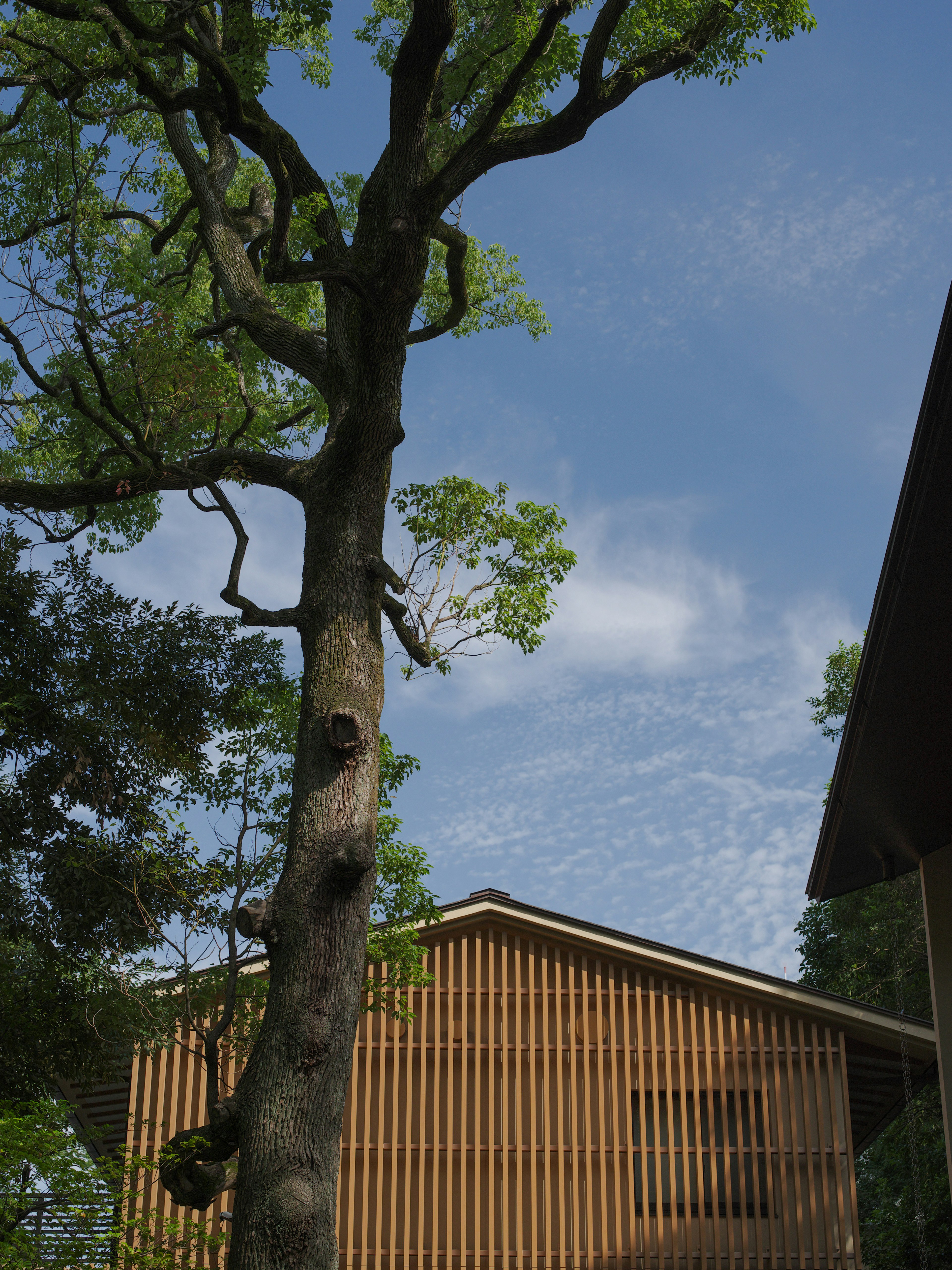 高い木の横にある木製の建物と青い空