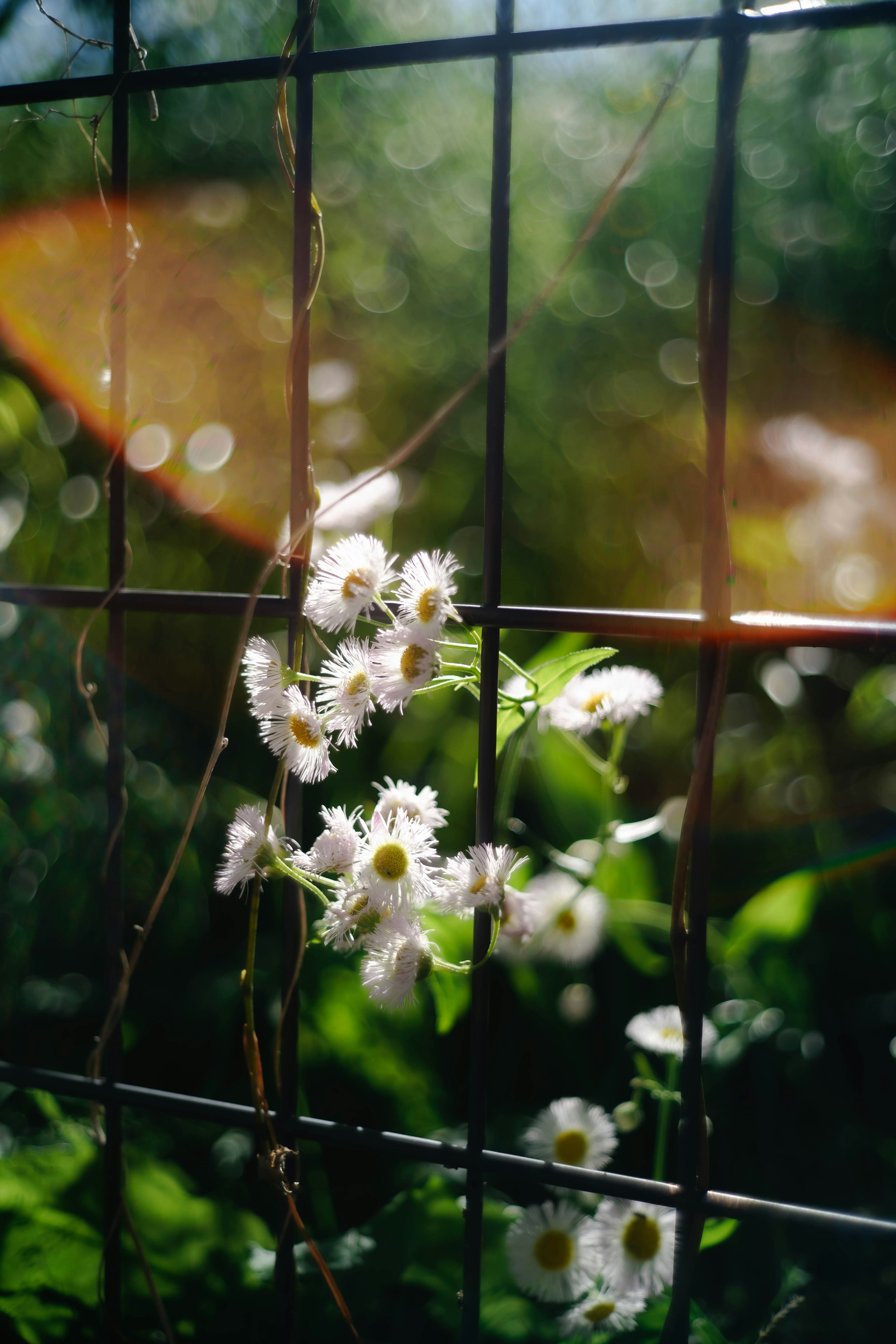 Foto di fiori bianchi su uno sfondo verde con una recinzione in filo di ferro