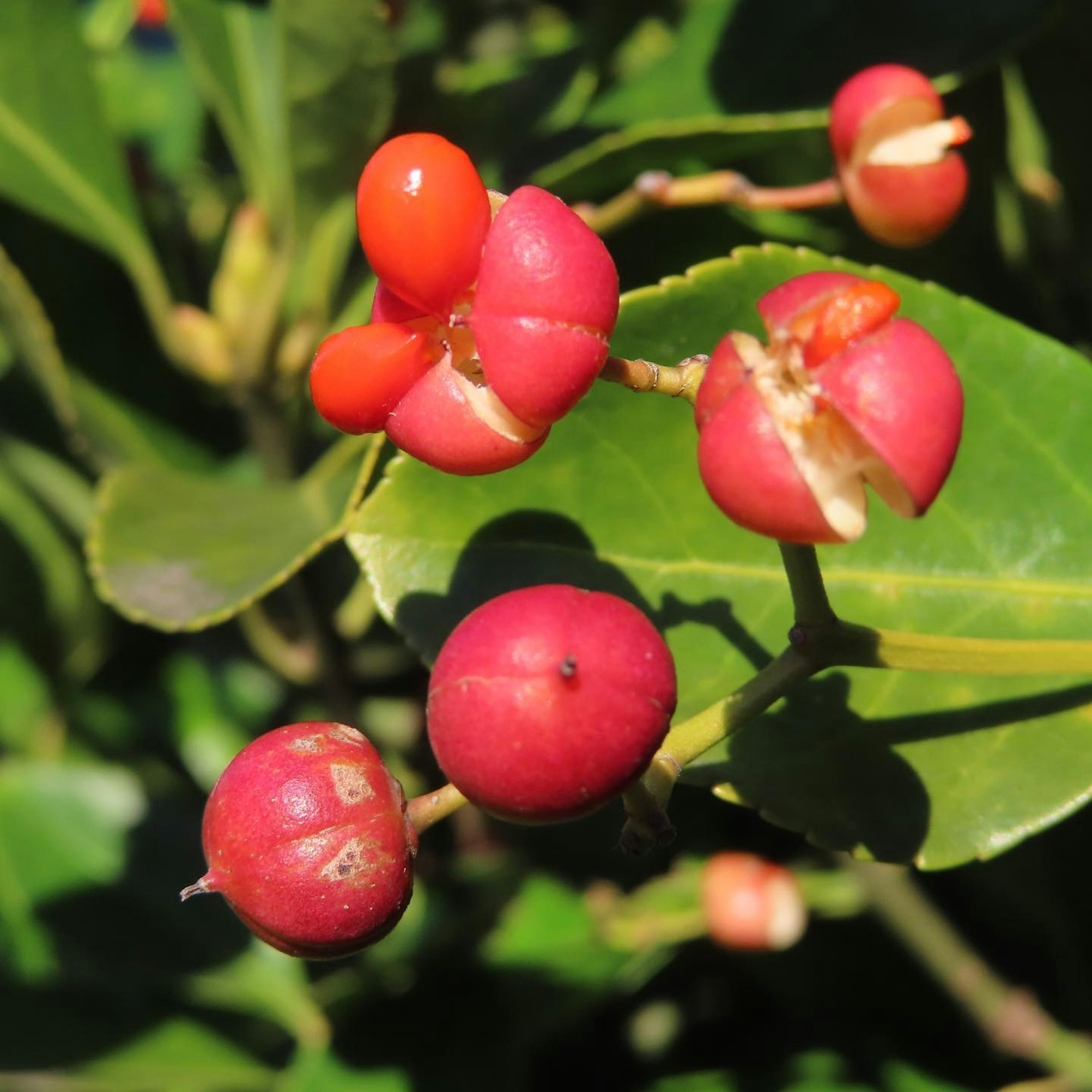 Nahaufnahme einer Pflanze mit roten Beeren und grünen Blättern