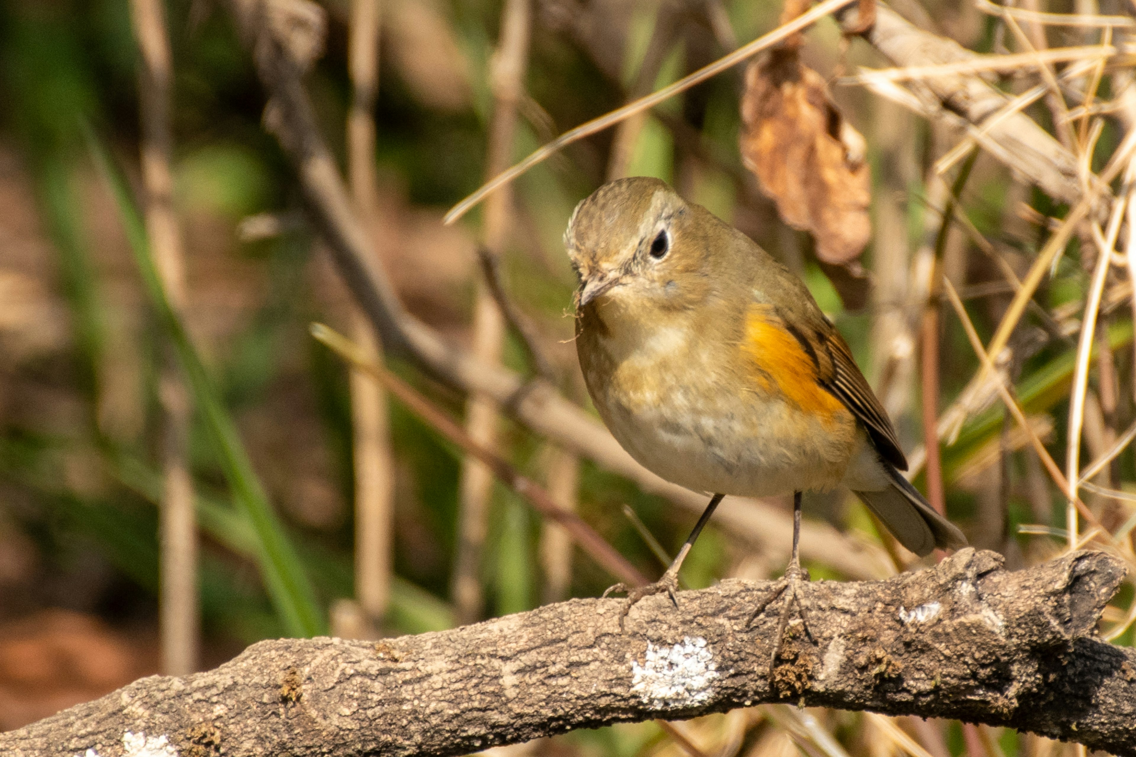 Small bird perched on a twig notable for its bright orange feathers