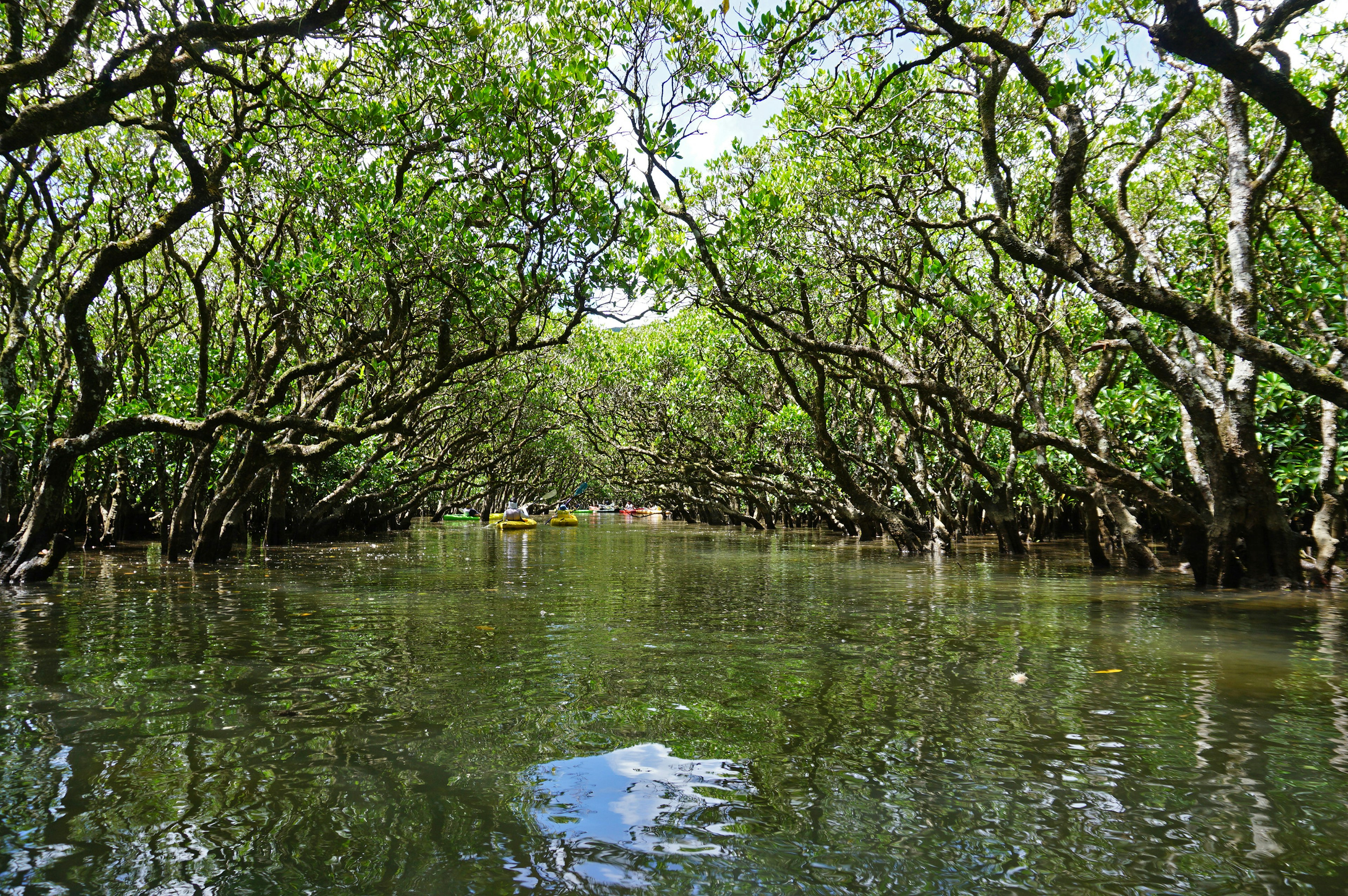 Pemandangan sungai yang tenang dikelilingi oleh pepohonan hijau subur