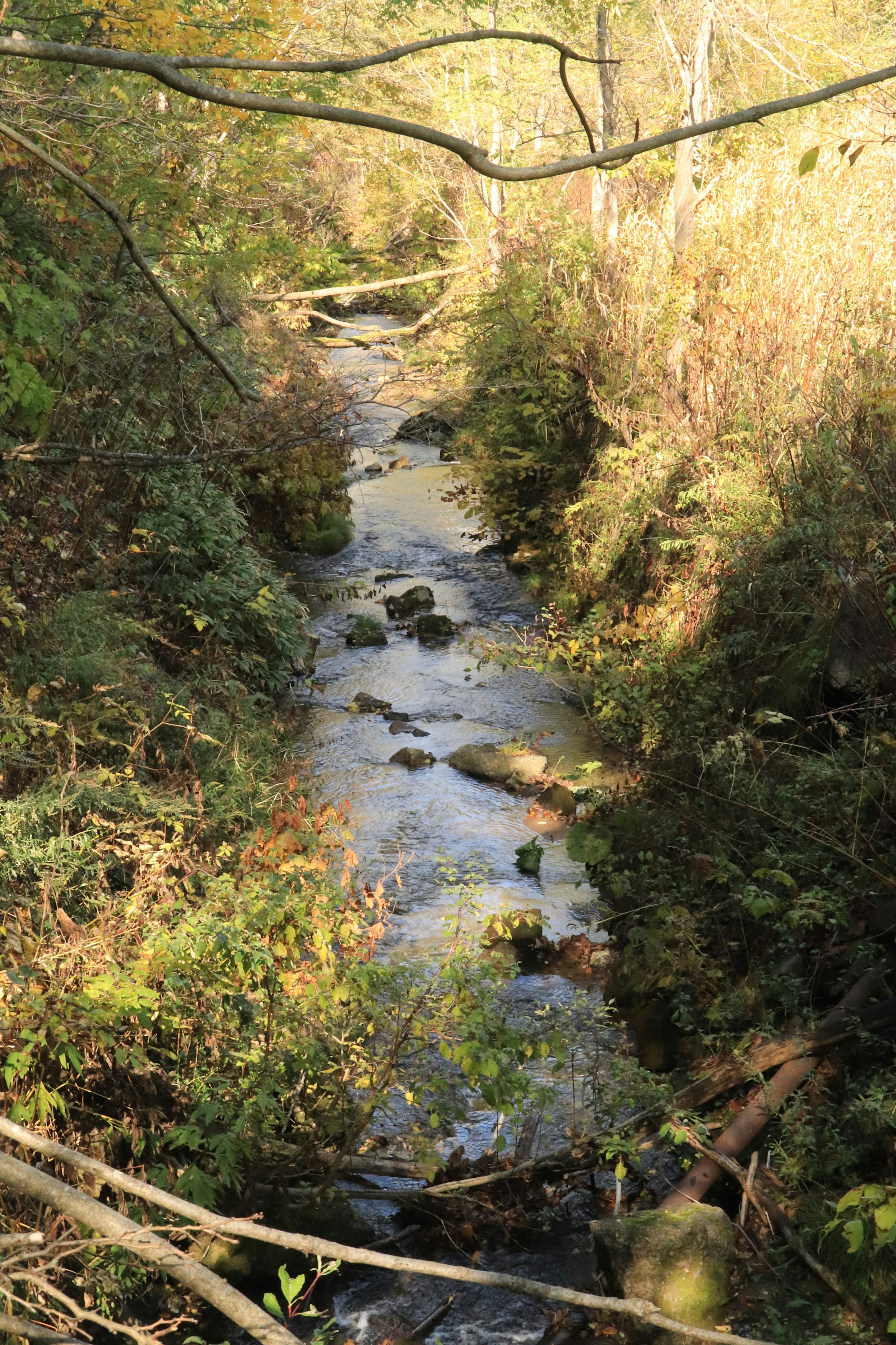 小川の流れが見える自然の風景で周囲に緑の植物が生い茂っている