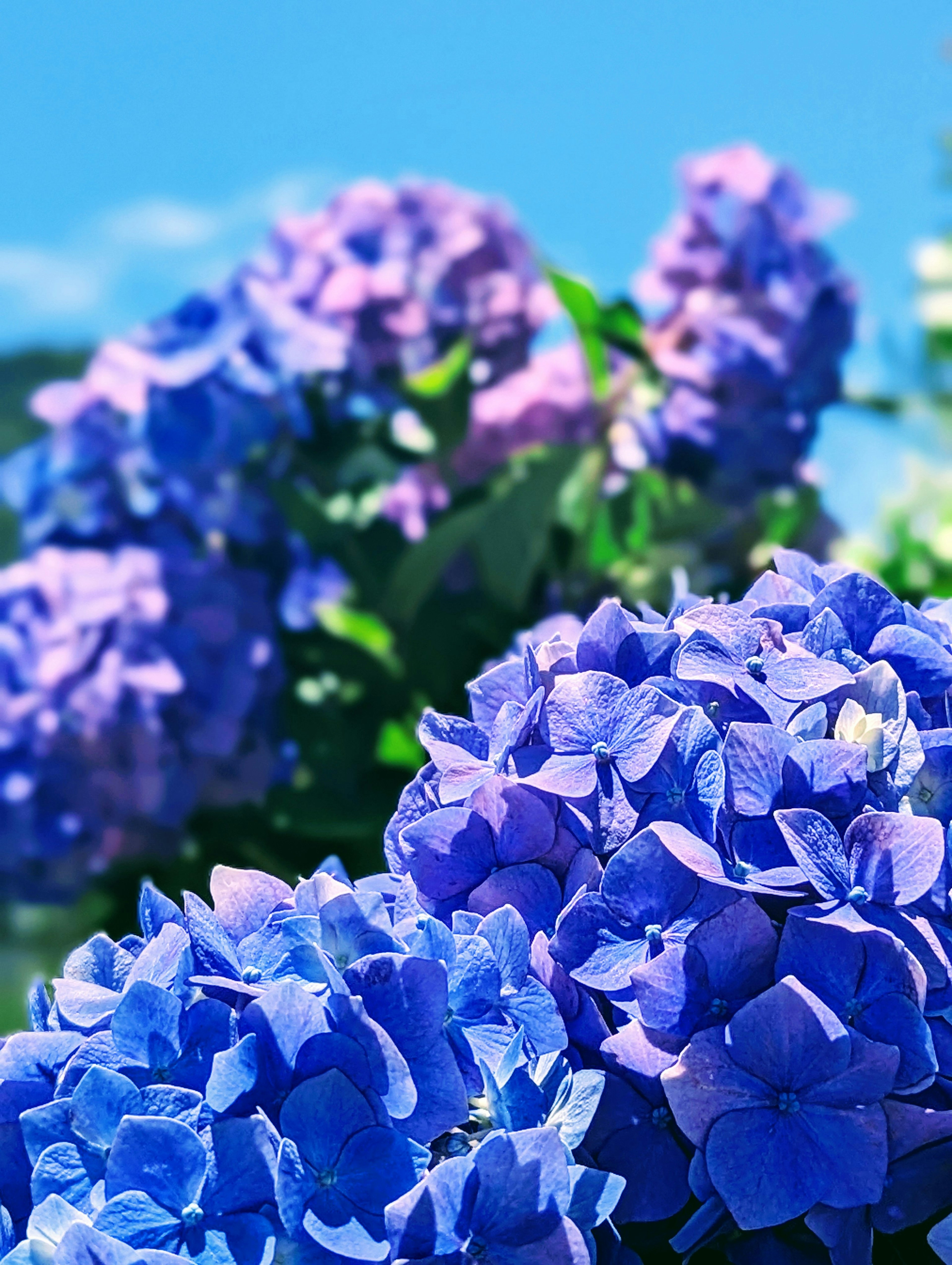 Flores de hortensia azules y moradas en plena floración